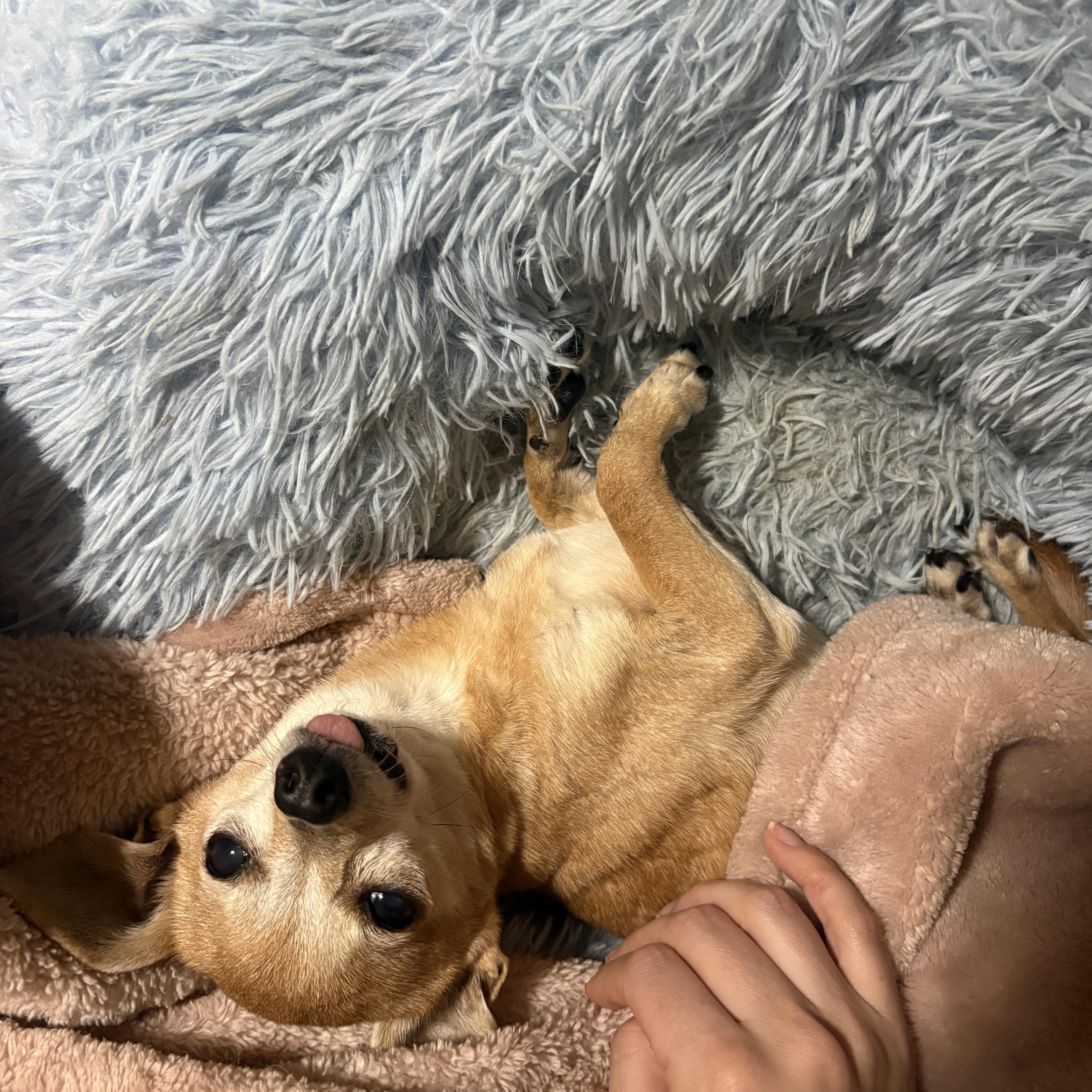 Enlarge Rosie, a Adoptable Chihuahua in Durham, NC image 2/6