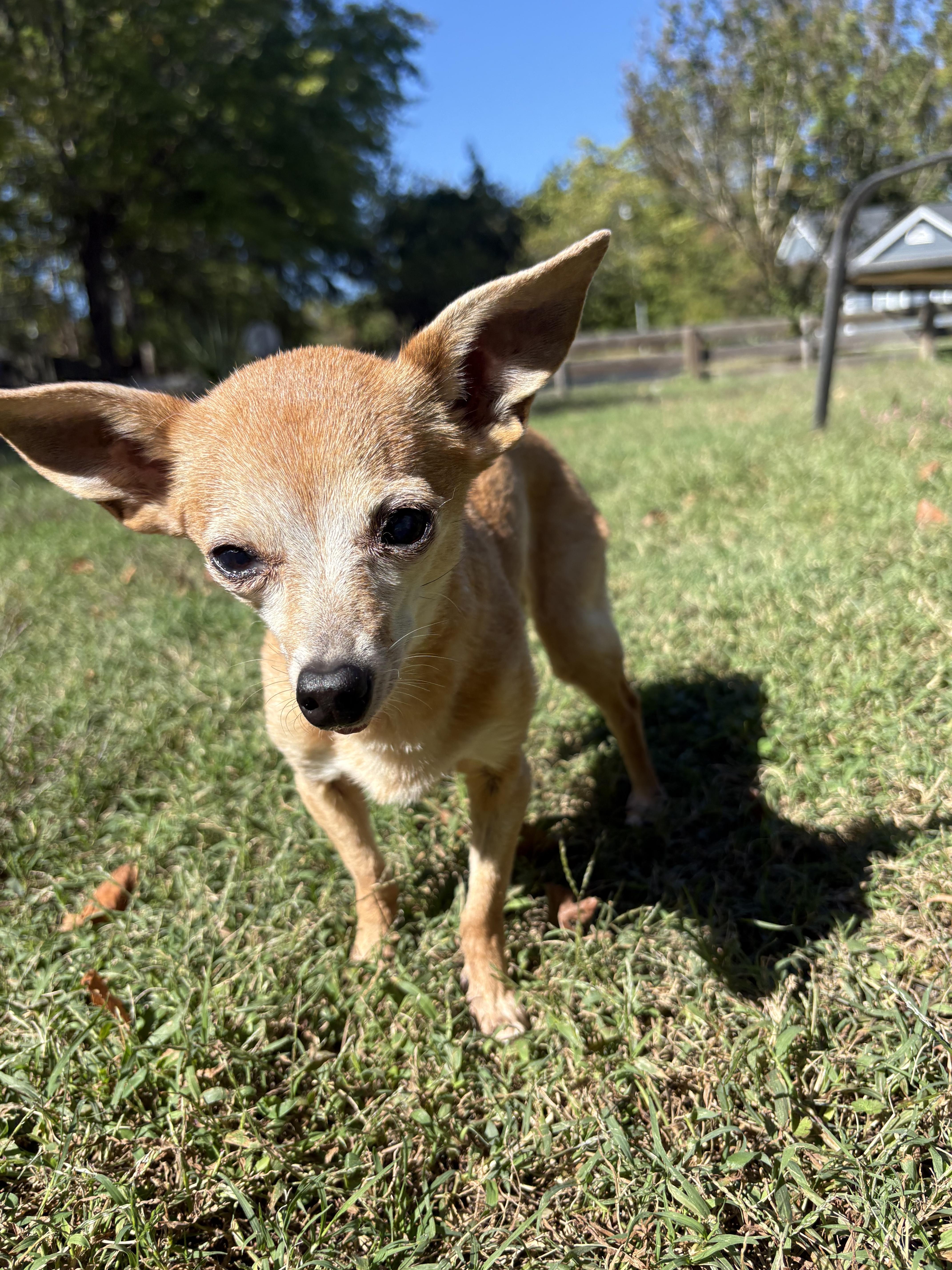 Enlarge Rosie, a Adoptable Chihuahua in Durham, NC image 3/6
