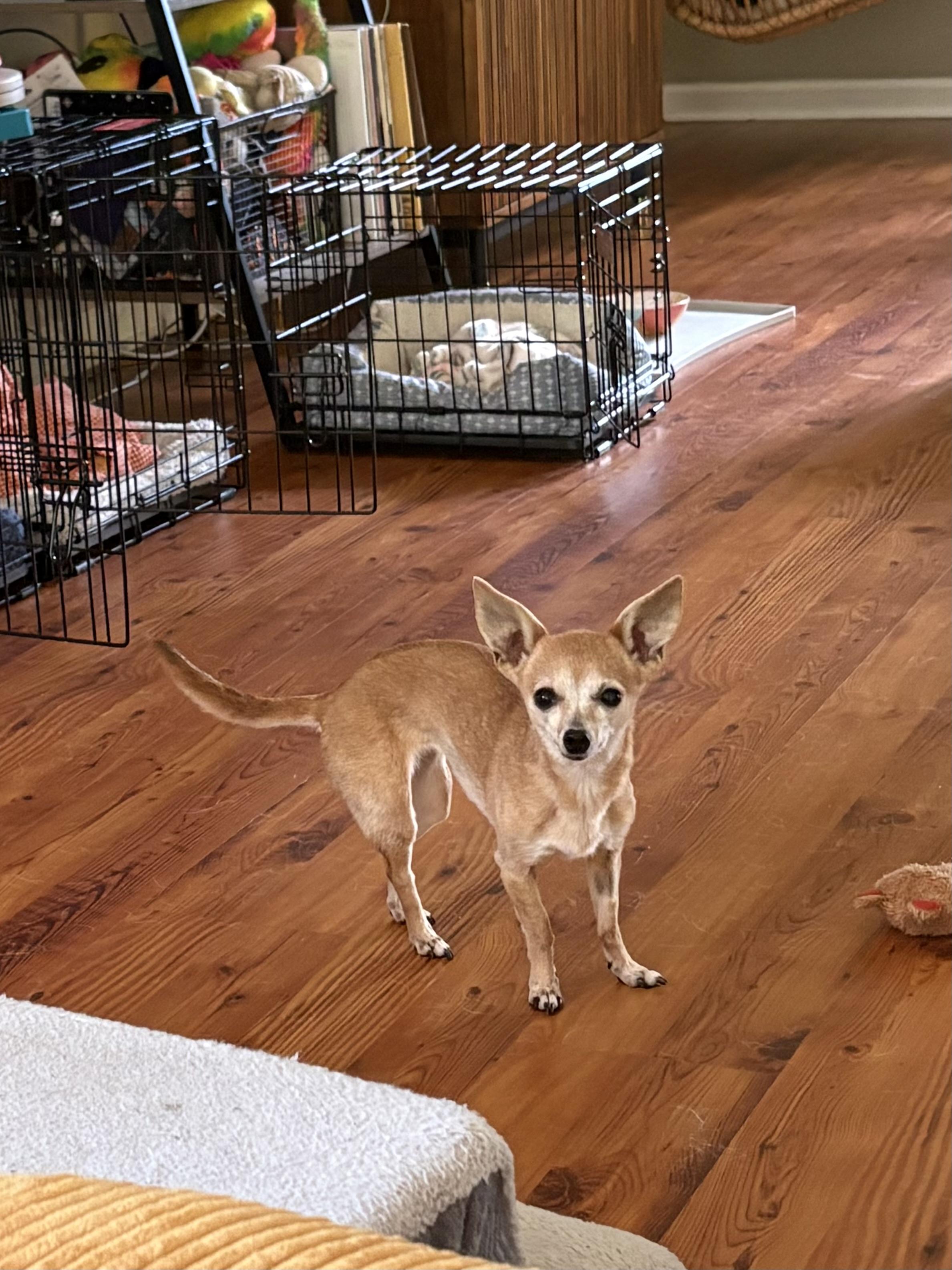 Enlarge Rosie, a Adoptable Chihuahua in Durham, NC image 5/6