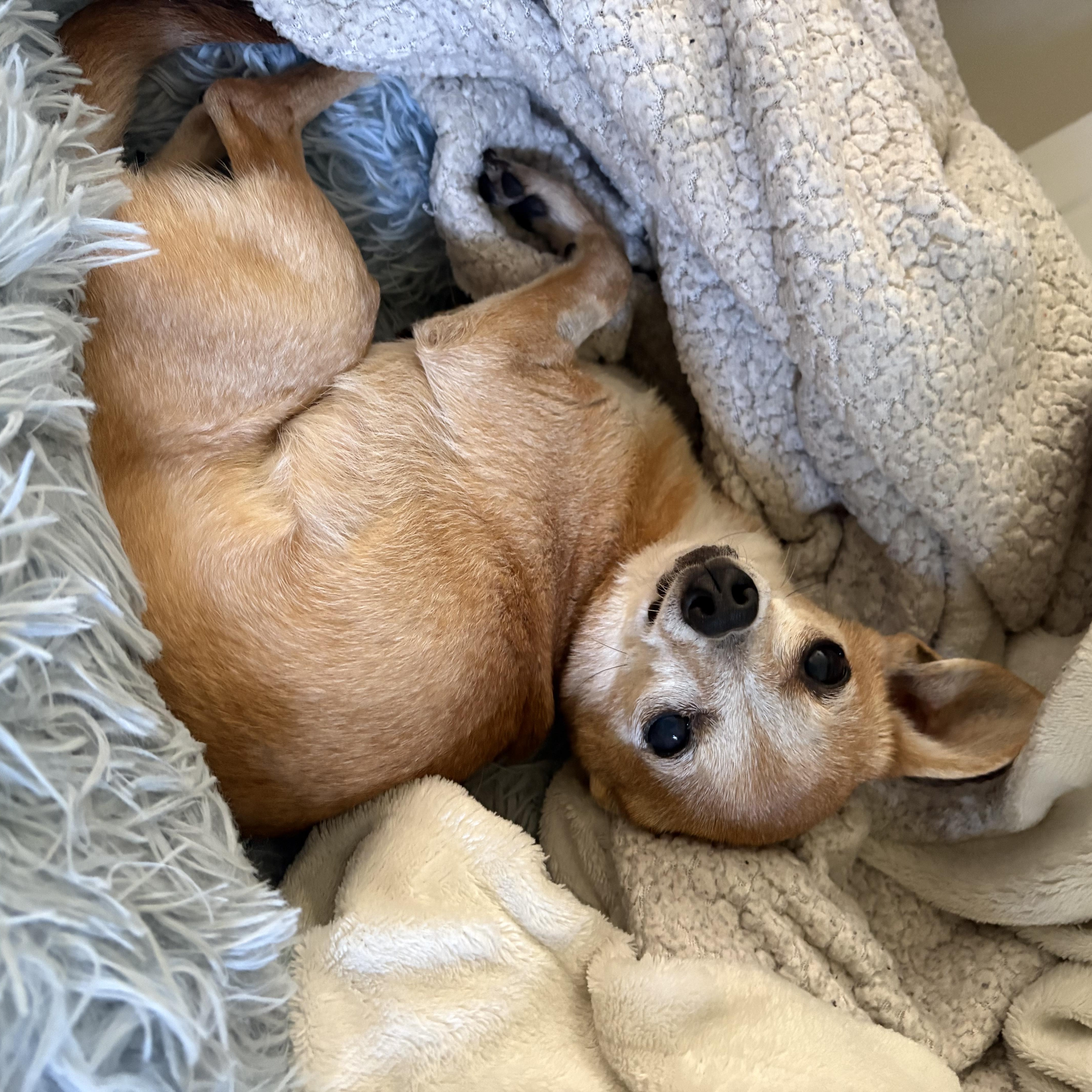 Rosie, Adoptable, Senior Female Chihuahua.