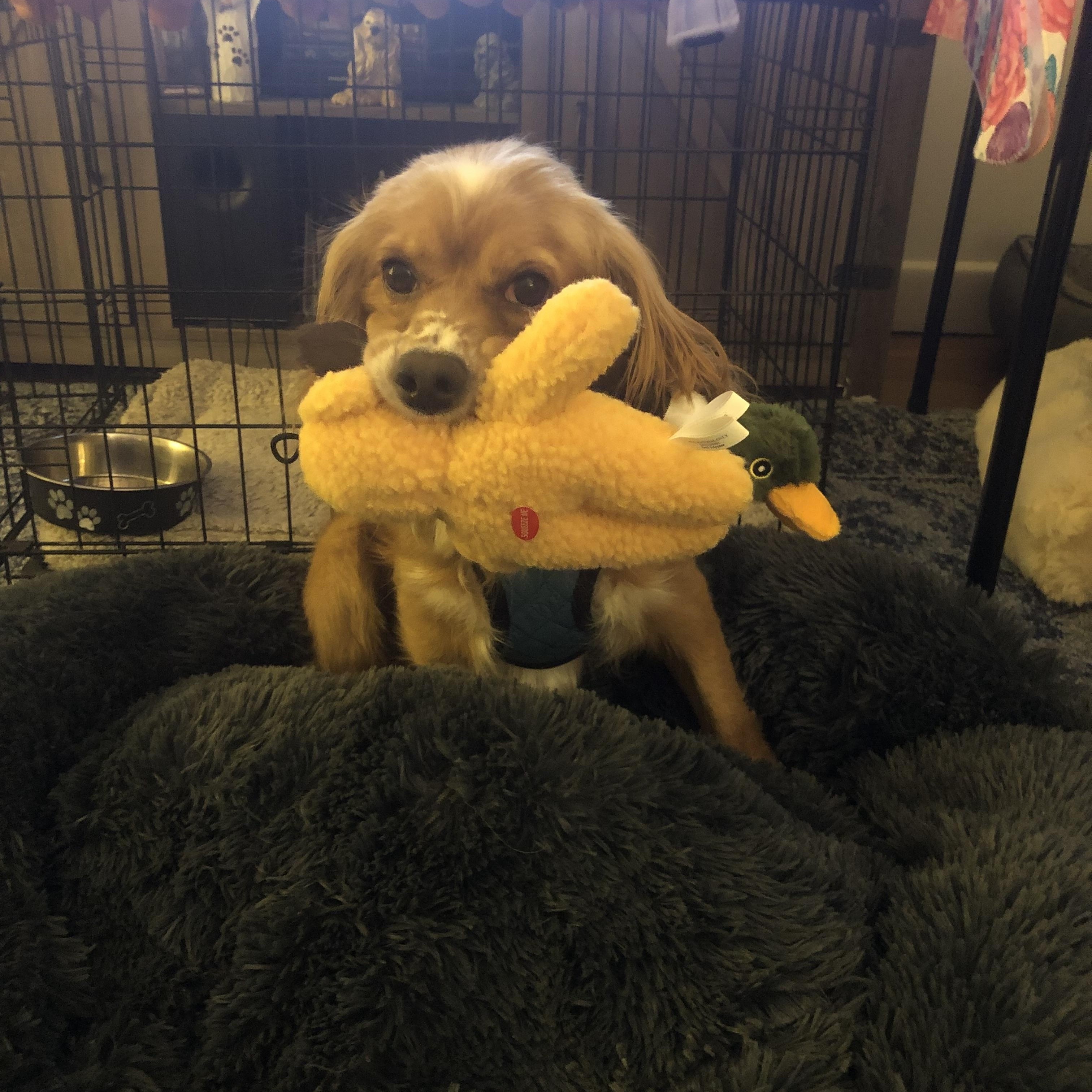 Enlarge Rusty, a ADOPTABLE Cocker Spaniel in East Bend, NC image 5/5