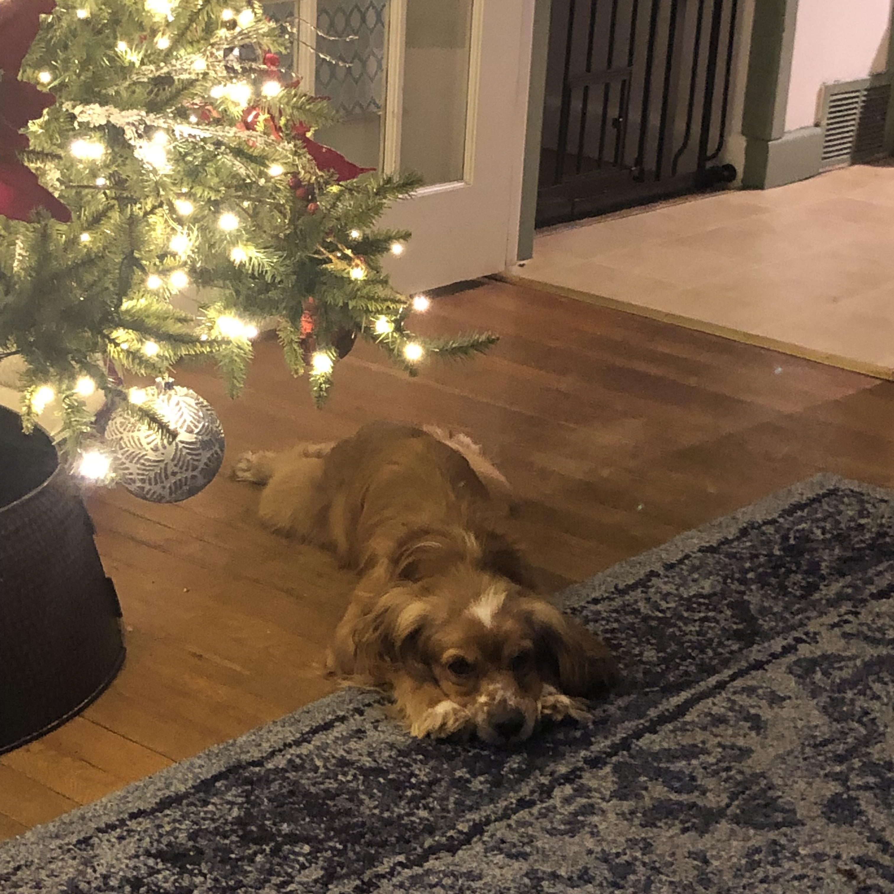 Enlarge Rusty, a ADOPTABLE Cocker Spaniel in East Bend, NC image 4/5