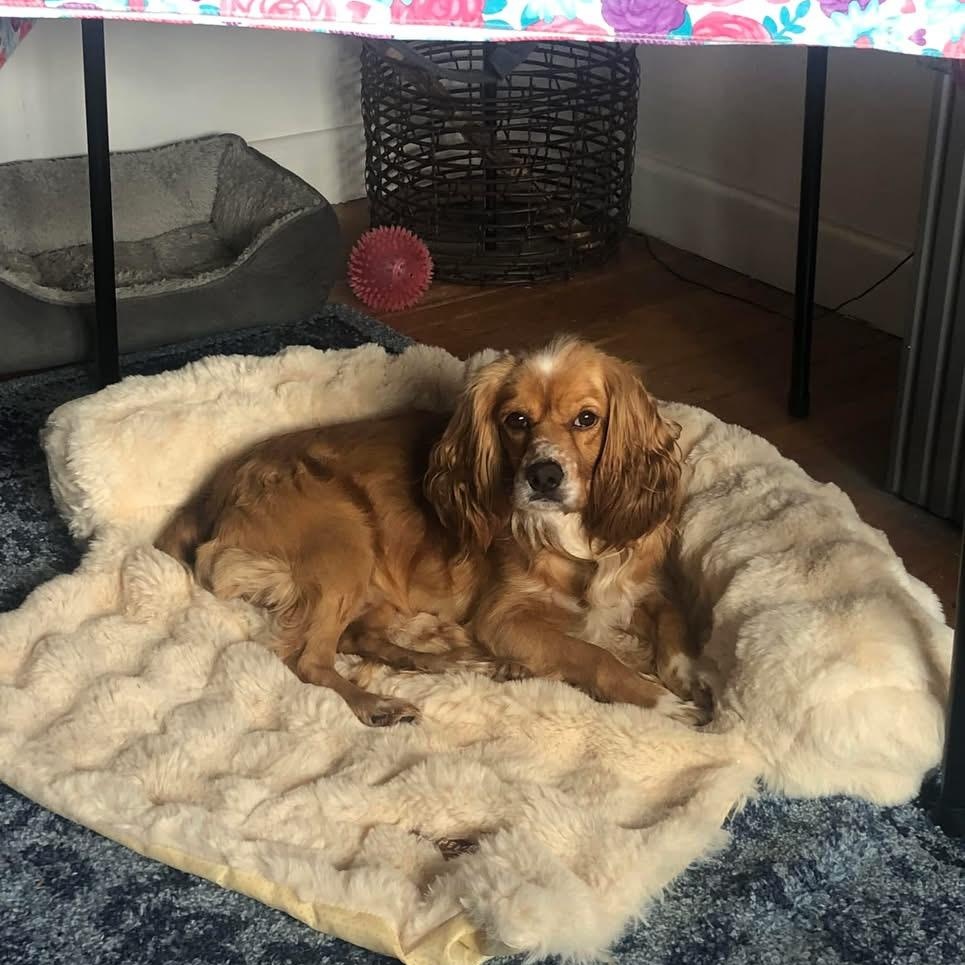 Rusty, ADOPTABLE, Adult Male Cocker Spaniel.