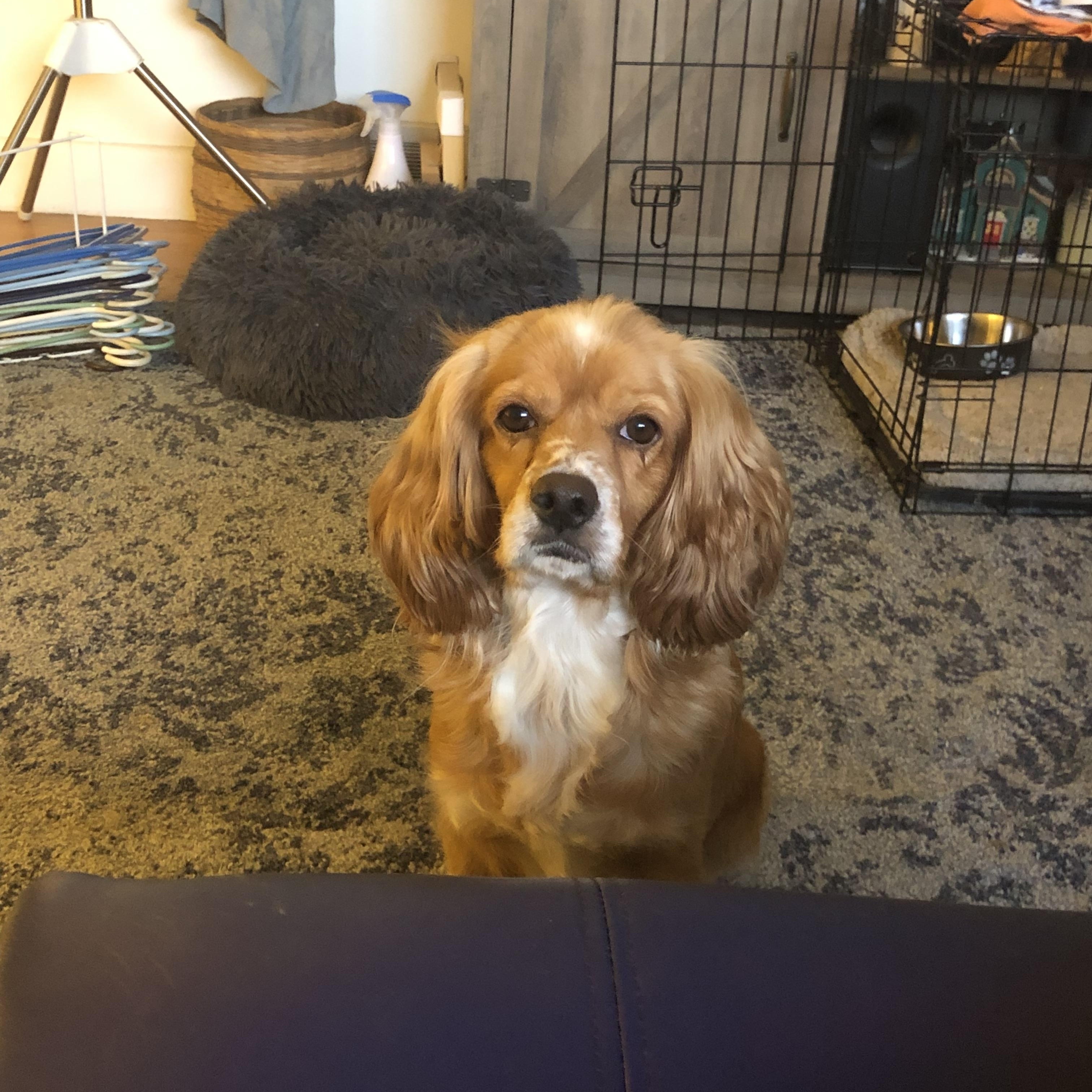 Enlarge Rusty, a ADOPTABLE Cocker Spaniel in East Bend, NC image 3/5