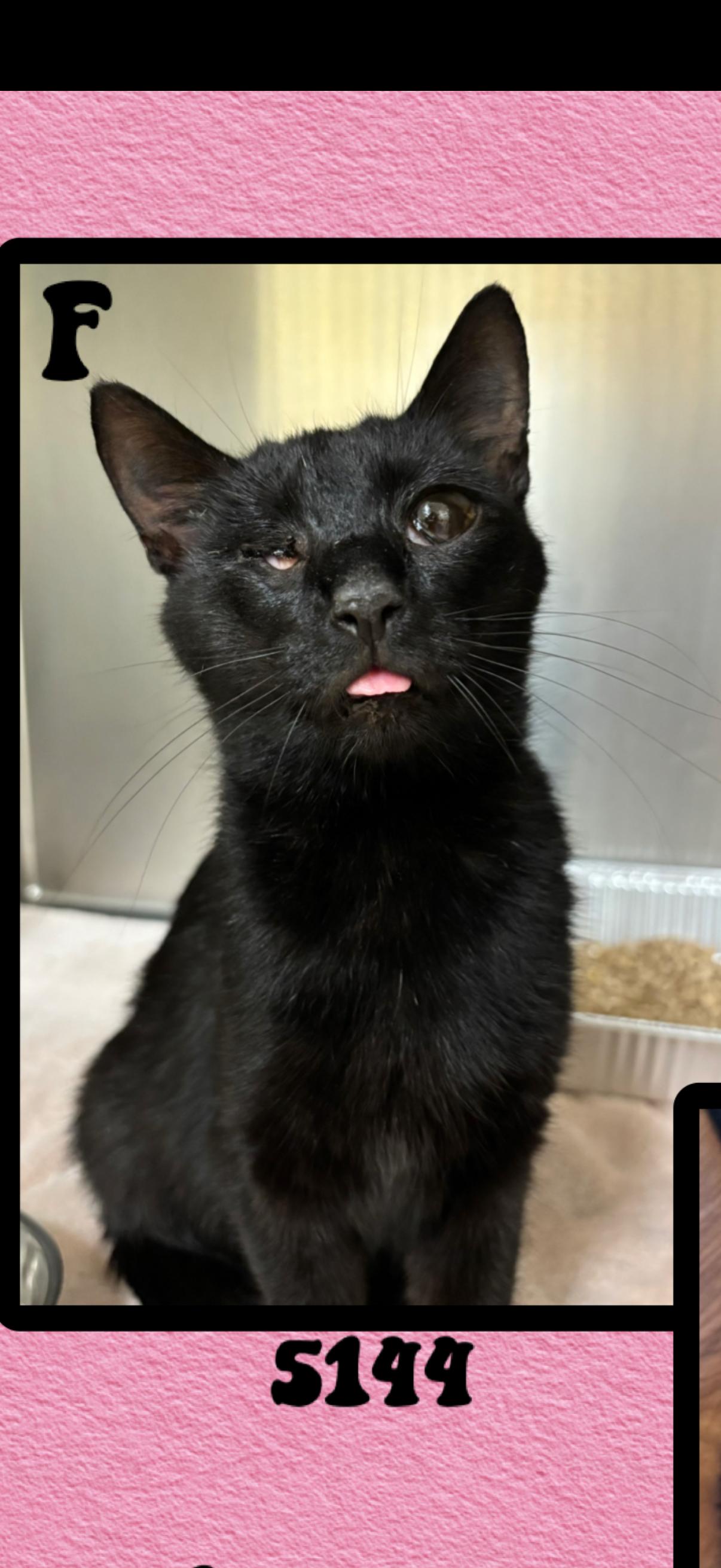Enlarge Ginny, a ADOPTABLE Bombay in Marvin, NC image 1/1