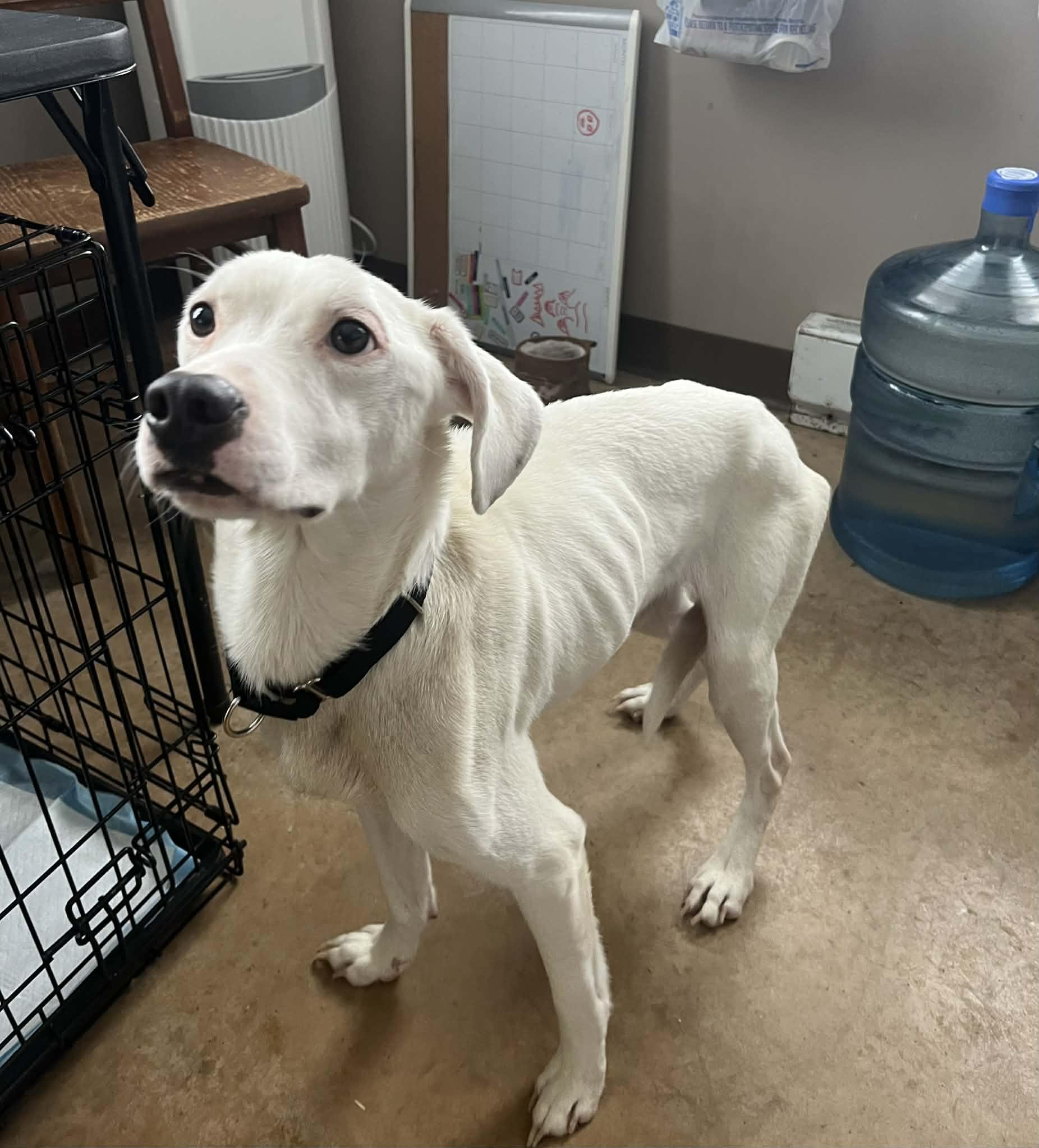 Marshmello, ADOPTABLE, Young Male Labrador Retriever.