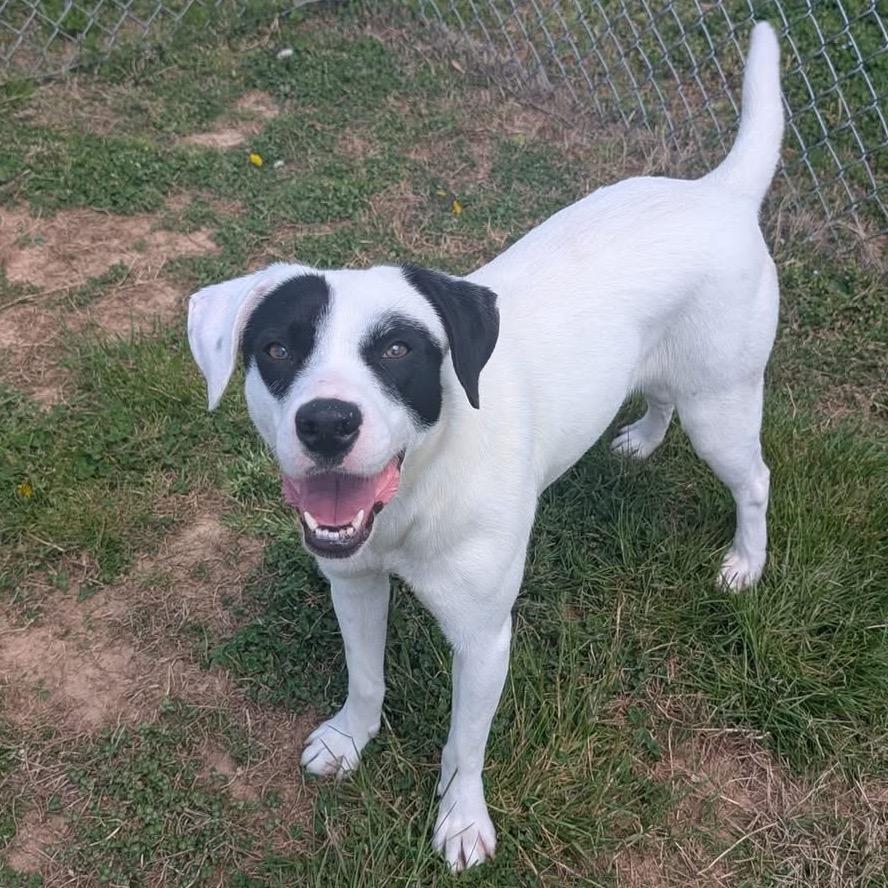 Enlarge Daisy, a Adoptable mixed breed in Smithville, TN image 1/1