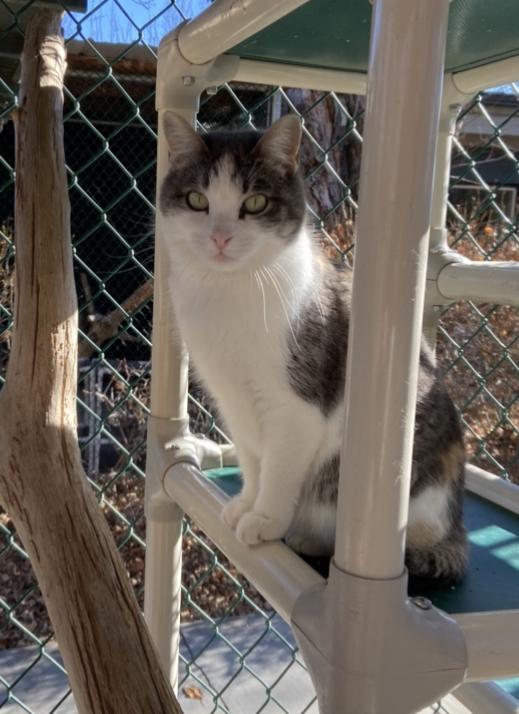 Lime, a Adoptable mixed breed in Sandy, UT image 1/2