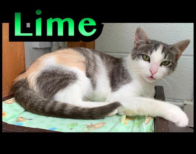 Enlarge Lime, a Adoptable mixed breed in Sandy, UT image 1/2
