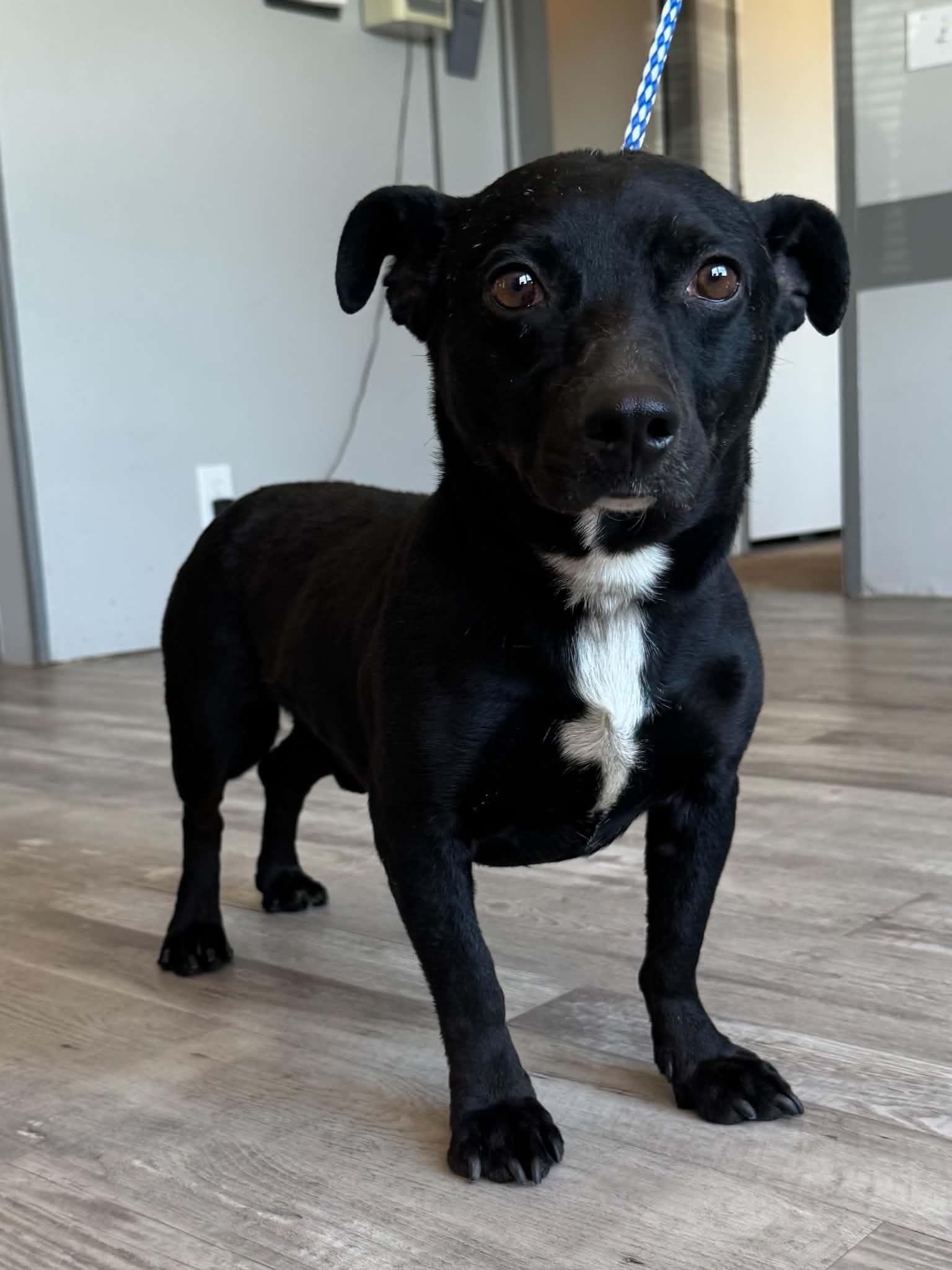 Enlarge Colin, a Adoptable mixed breed in Fort Collins, CO image 1/1