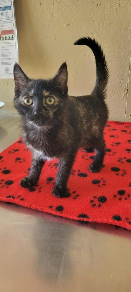 Enlarge Muffin, a Adoptable mixed breed in Shelbyville, TN image 1/2