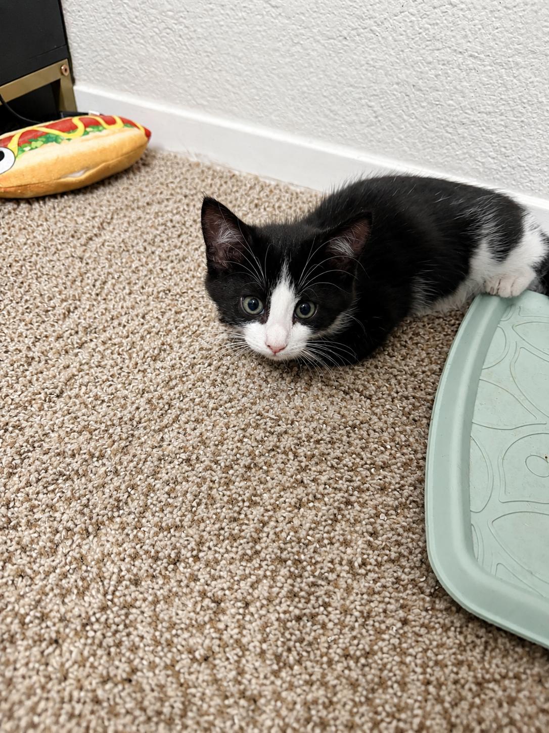Fred, a Adoptable Domestic Short Hair in Rio Linda, CA image 1/2