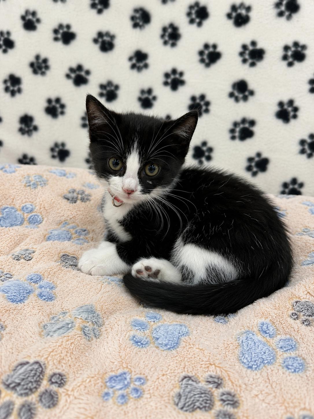 Fred, a Adoptable Domestic Short Hair in Rio Linda, CA image 2/2