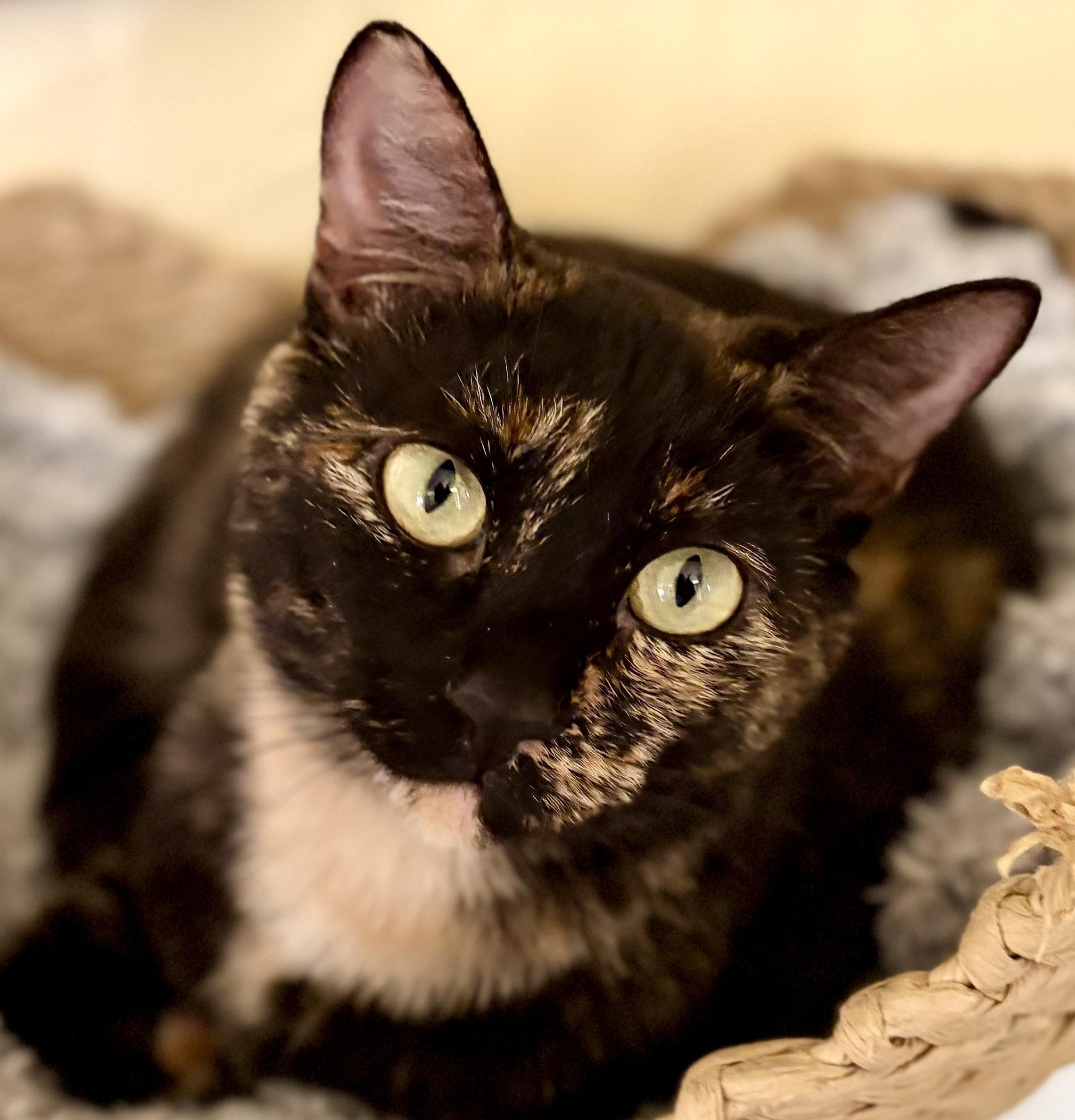 CALLIE, Adoptable, Adult Female Calico.