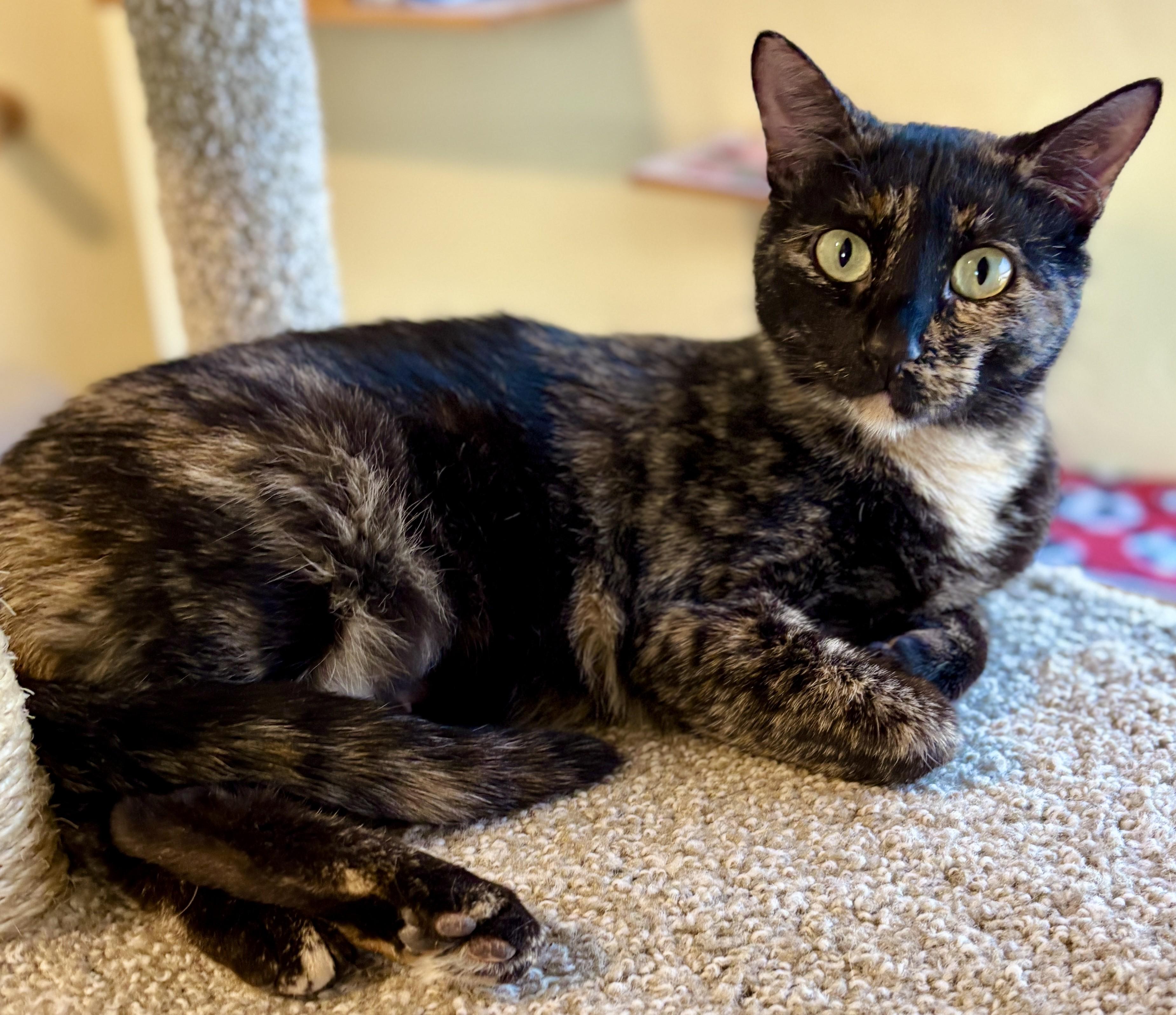 Enlarge CALLIE, an adopted Calico in Prescott, AZ image 4/5