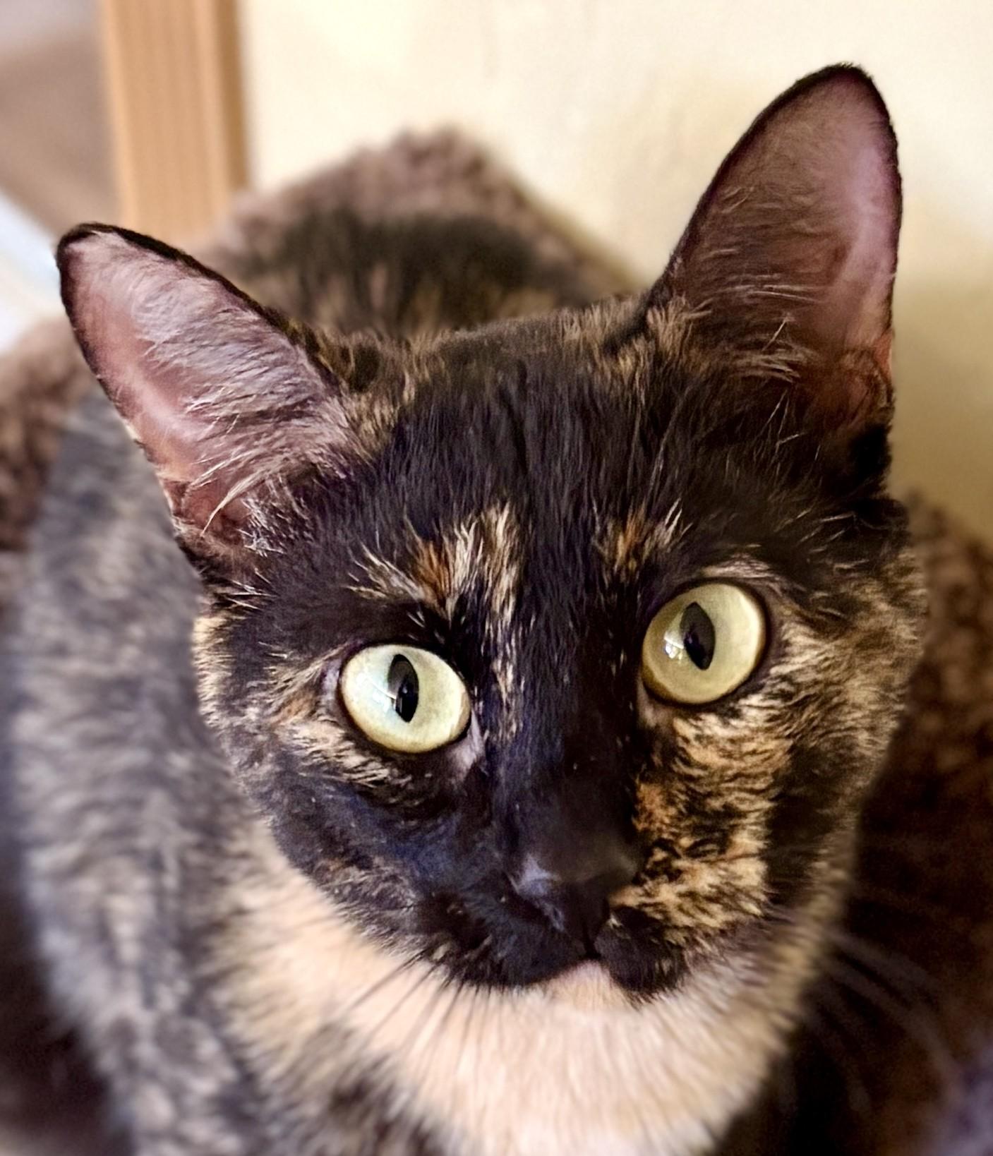 Enlarge CALLIE, an adopted Calico in Prescott, AZ image 2/5