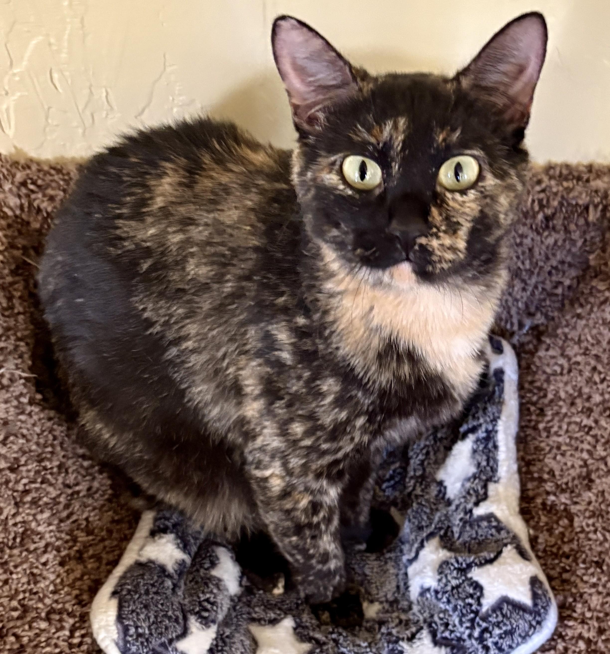 Enlarge CALLIE, an adopted Calico in Prescott, AZ image 3/5
