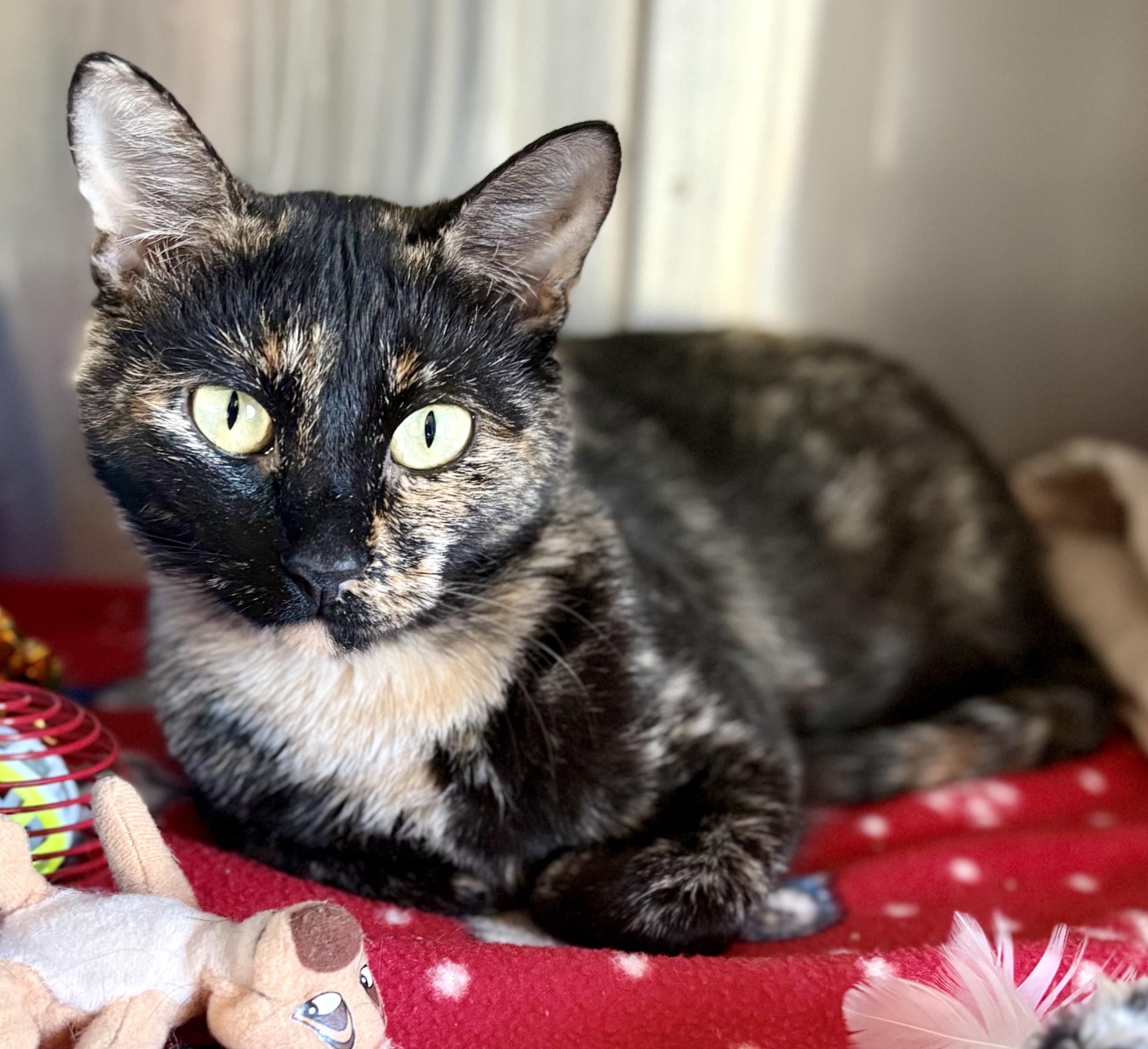 Enlarge CALLIE, an adopted Calico in Prescott, AZ image 5/5