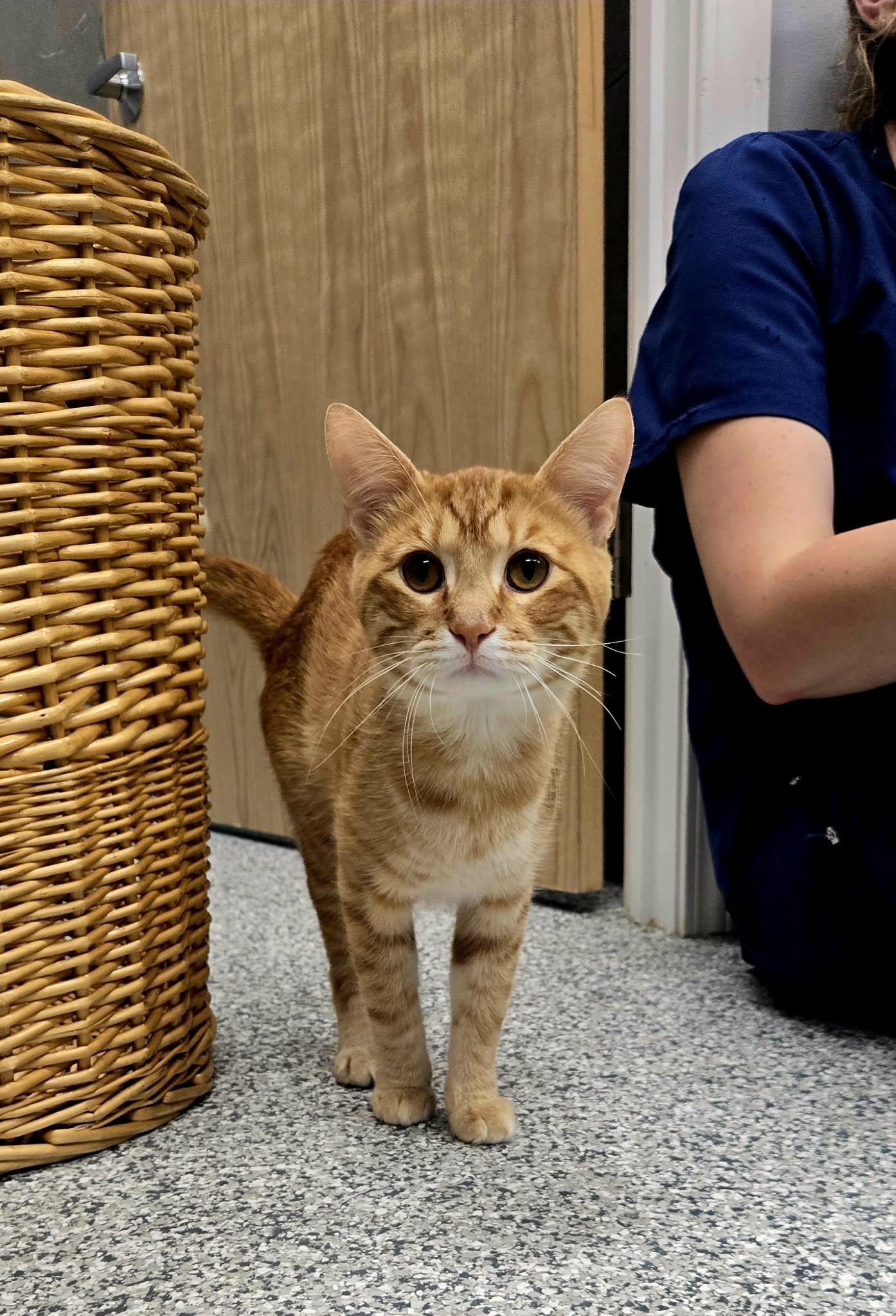 Enlarge Tim Curry, a Adopted Domestic Short Hair in Blaine, MN image 3/3