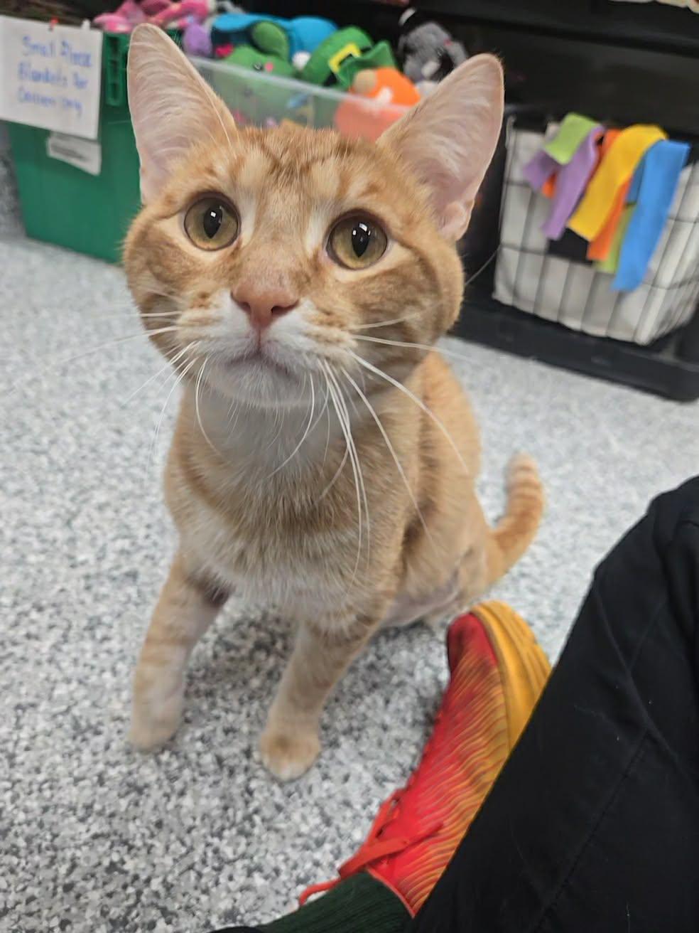 Enlarge Tim Curry, a Adopted Domestic Short Hair in Blaine, MN image 1/3