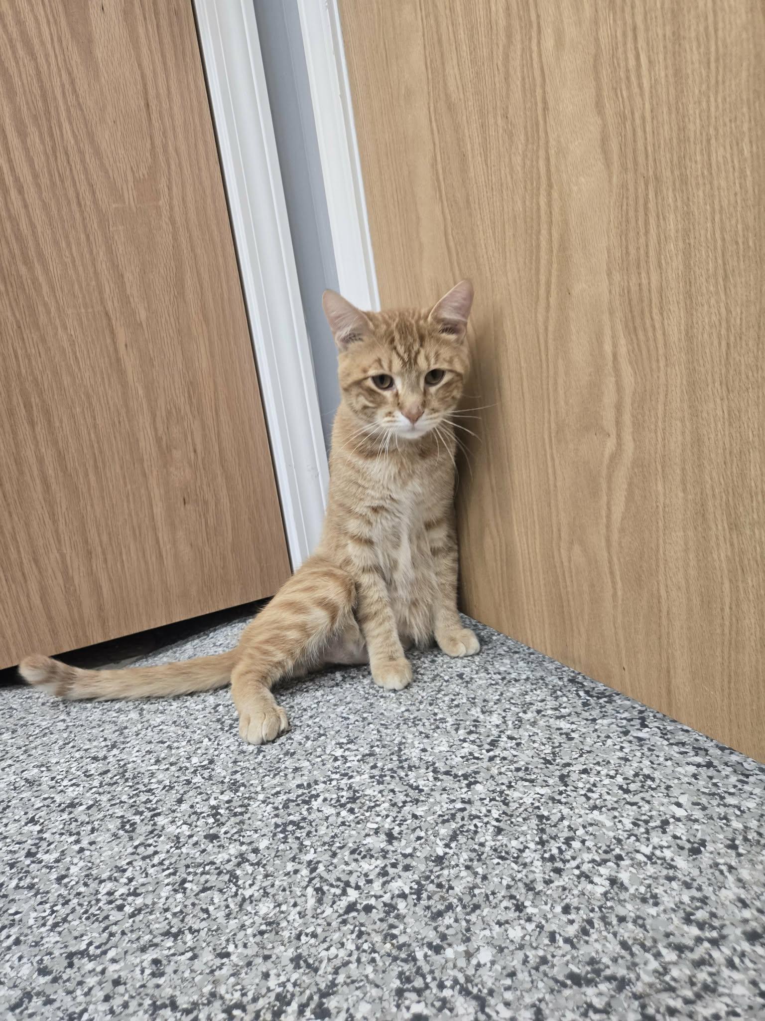 Enlarge Tim Curry, a Adopted Domestic Short Hair in Blaine, MN image 2/3