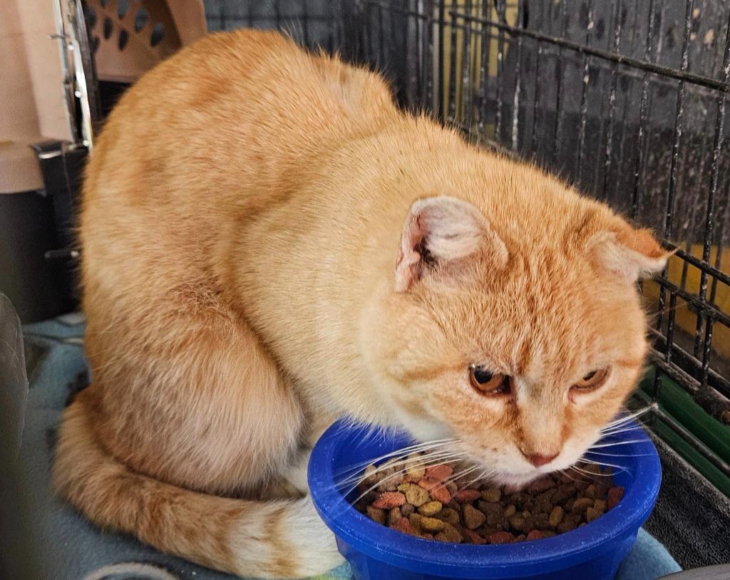 Julianna, Adopted, Senior Female Domestic Short Hair.