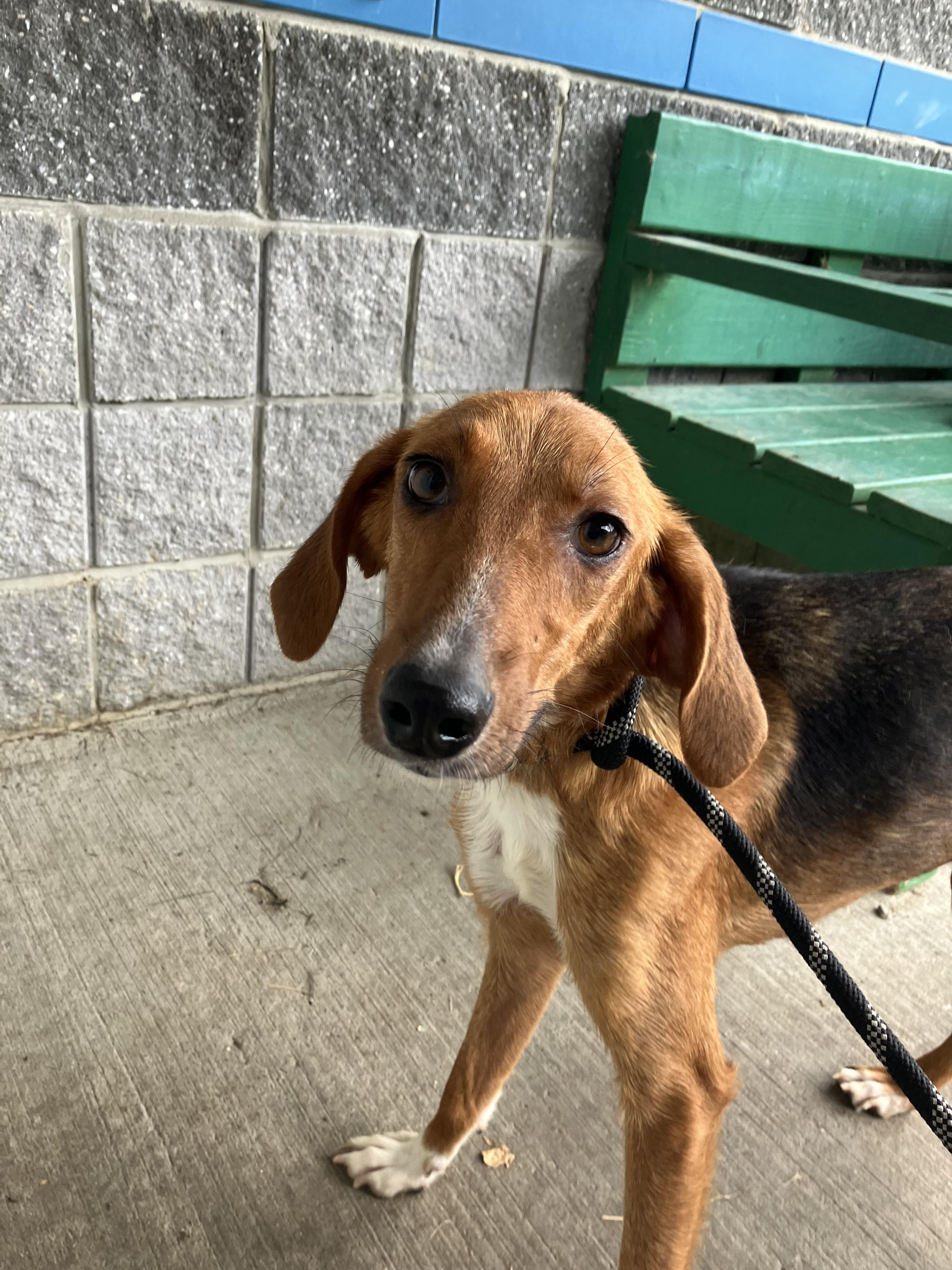 Enlarge Lucy, a Adoptable Hound in Suffolk, VA image 1/2