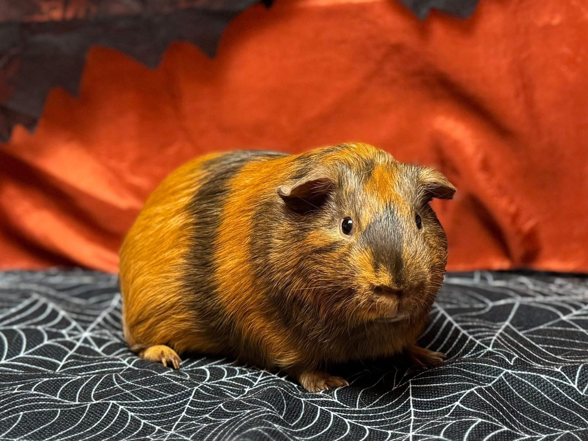 Enlarge Hershel and Glenn, a Adoptable Guinea Pig in Knoxville, TN image 2/5