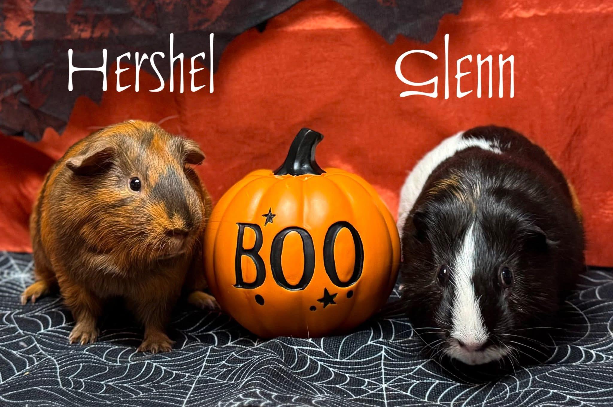 Enlarge Hershel and Glenn, a Adoptable Guinea Pig in Knoxville, TN image 1/5