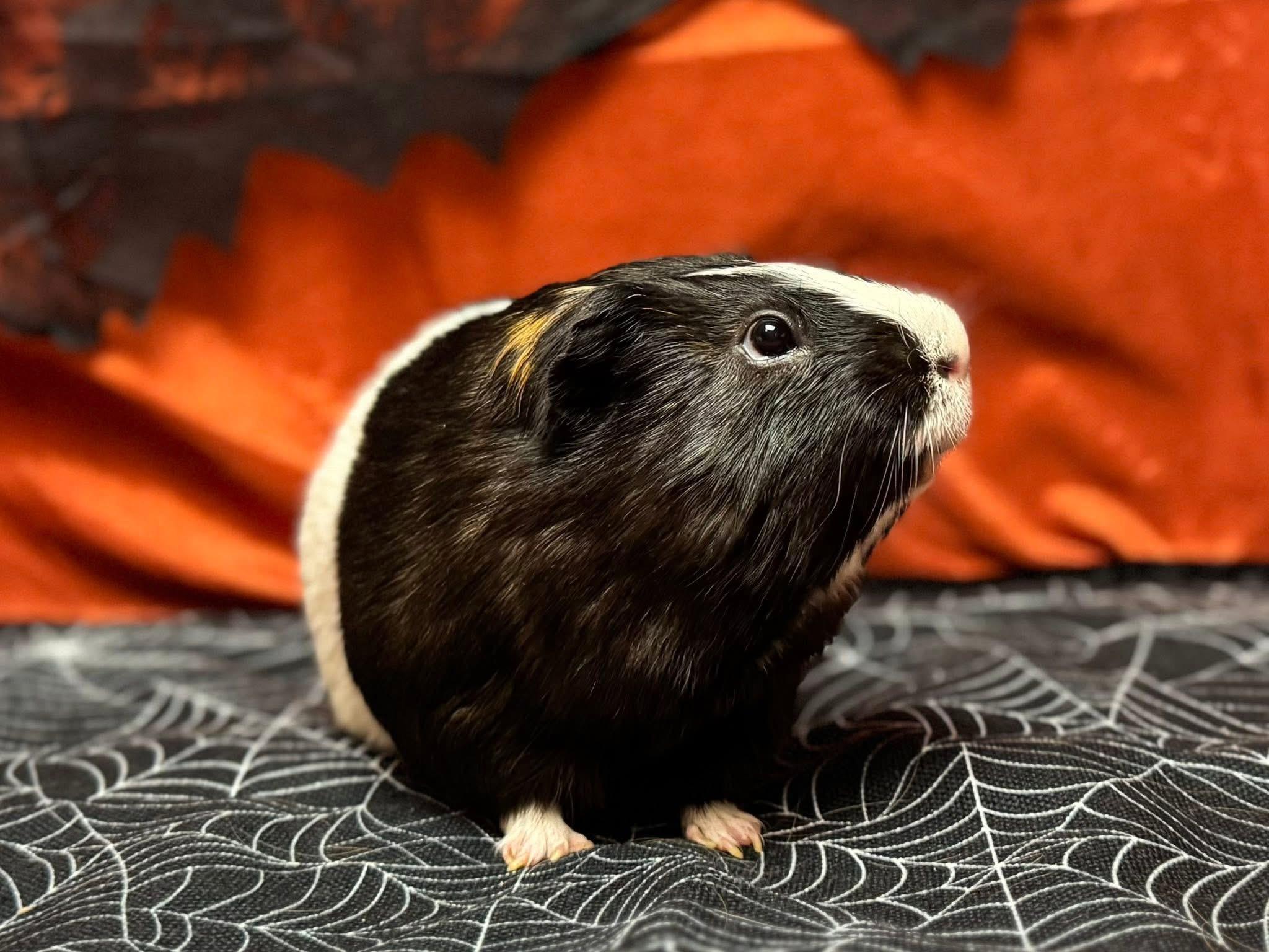 Enlarge Hershel and Glenn, a Adoptable Guinea Pig in Knoxville, TN image 3/5
