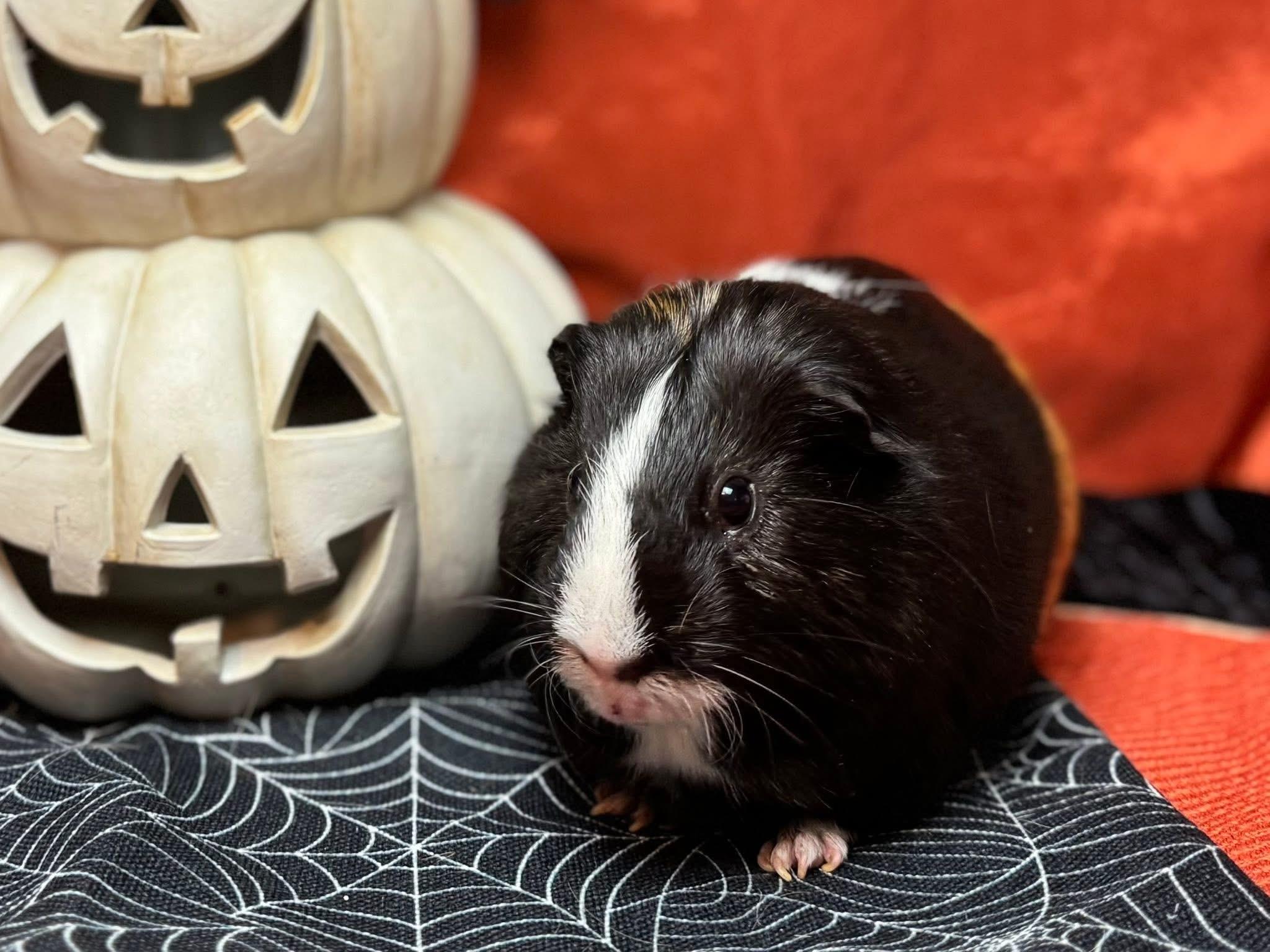 Enlarge Hershel and Glenn, a Adoptable Guinea Pig in Knoxville, TN image 4/5
