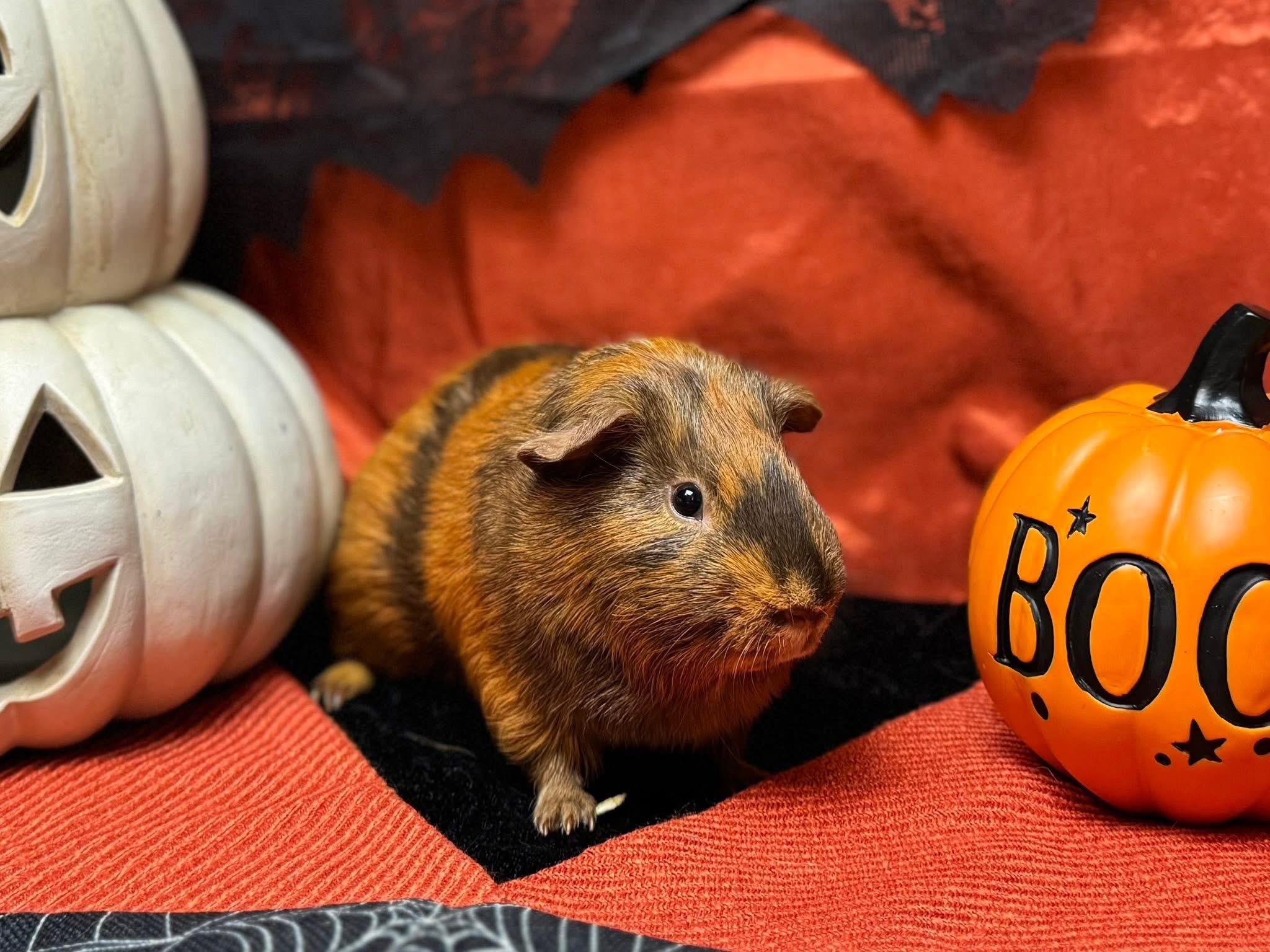 Enlarge Hershel and Glenn, a Adoptable Guinea Pig in Knoxville, TN image 5/5