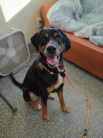 Enlarge Doc McStuffins, a Adoptable mixed breed in Westland, MI image 1/2