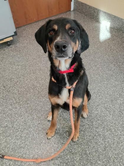 Enlarge Doc McStuffins, a Adoptable mixed breed in Westland, MI image 2/2