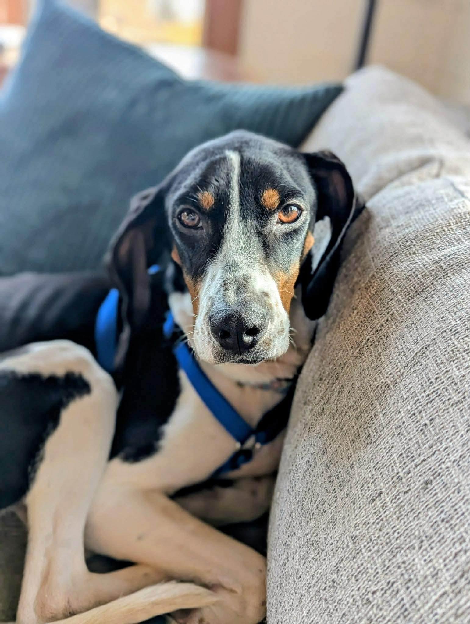 Enlarge Delaney, a Adoptable mixed breed in Westwood, NJ image 4/6