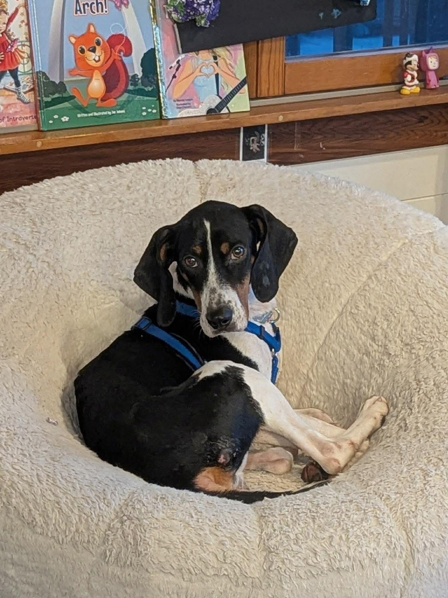 Enlarge Delaney, a Adoptable mixed breed in Westwood, NJ image 5/6