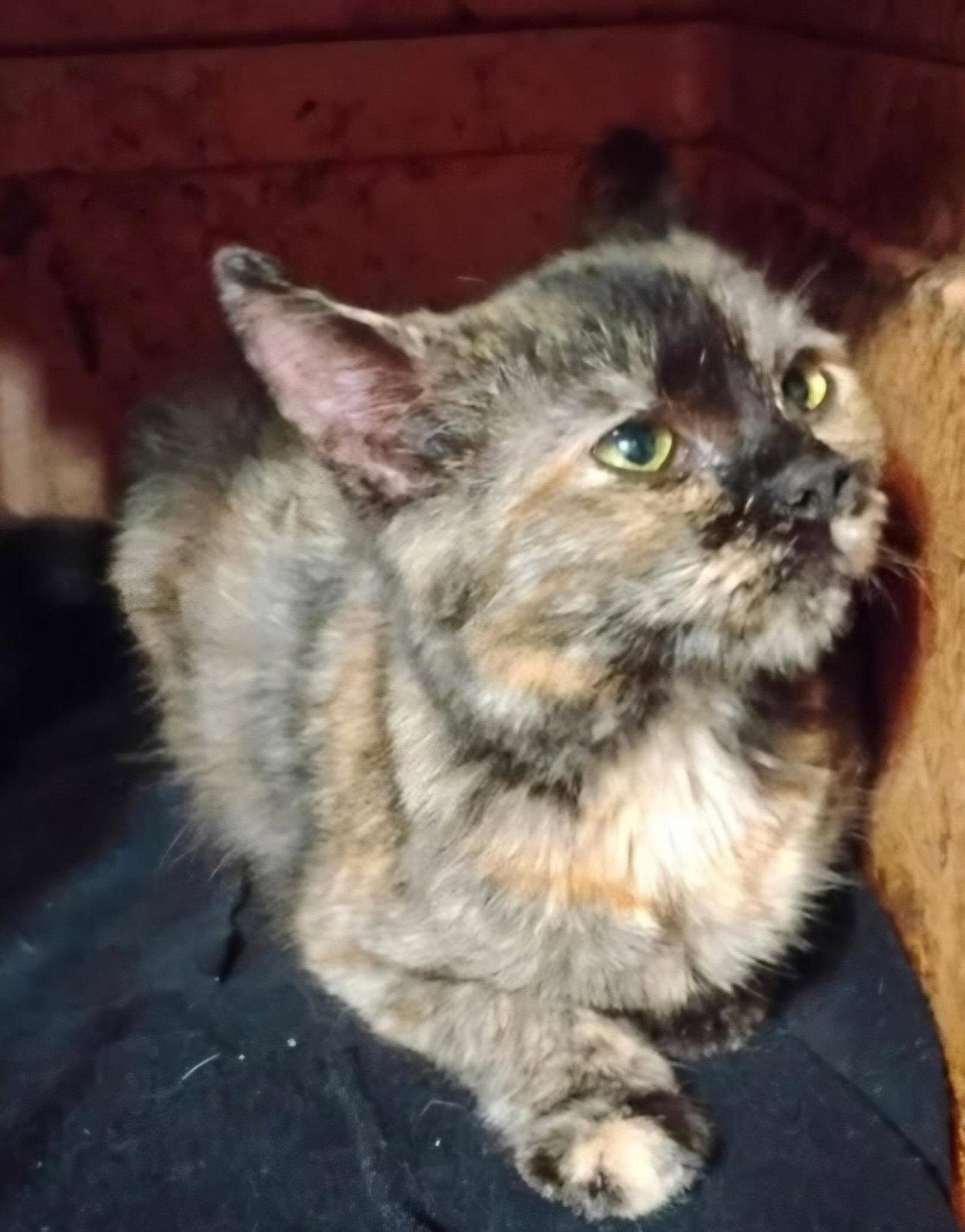 Cally, Adoptable, Young Female Domestic Medium Hair.