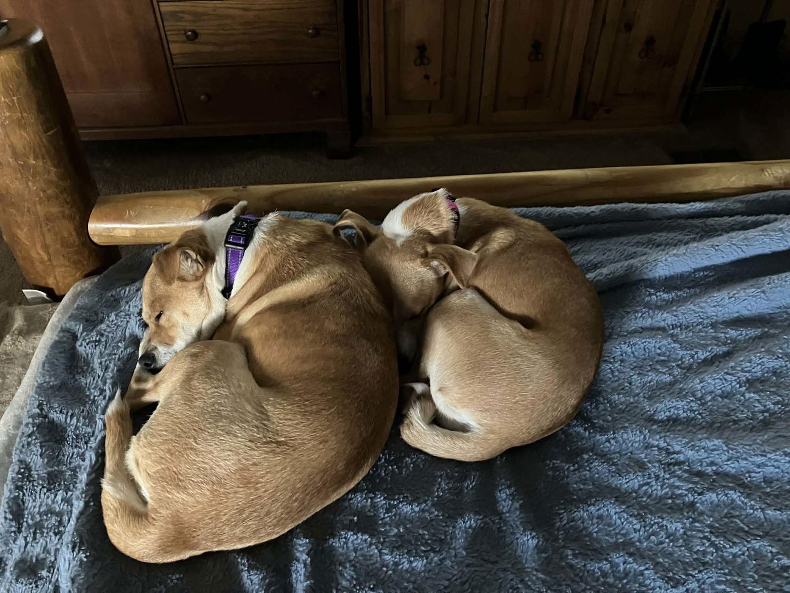 Enlarge Tina, a Adoptable mixed breed in PITTSBURGH, PA image 1/3