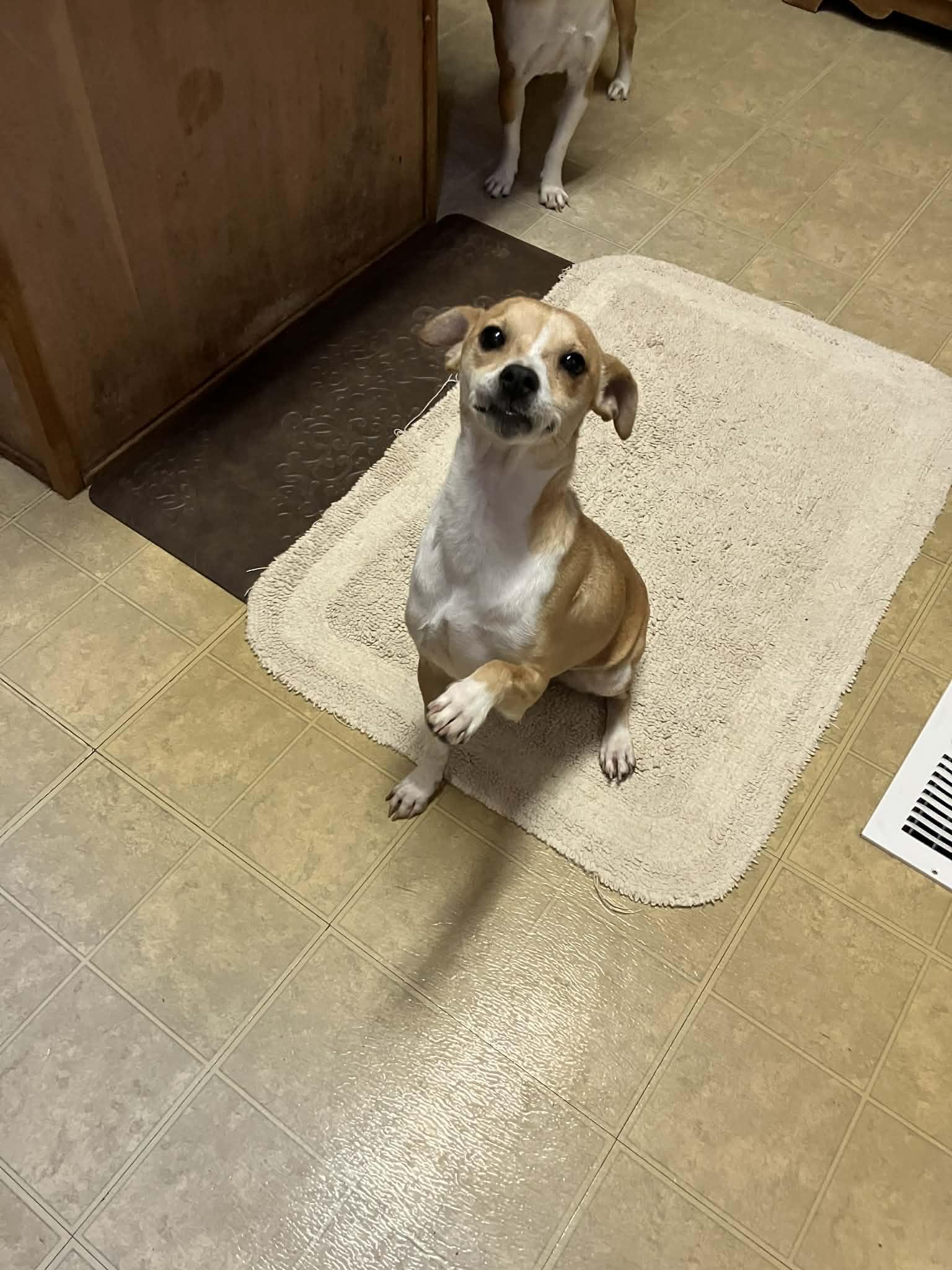 Enlarge Tina, a Adoptable mixed breed in PITTSBURGH, PA image 2/3