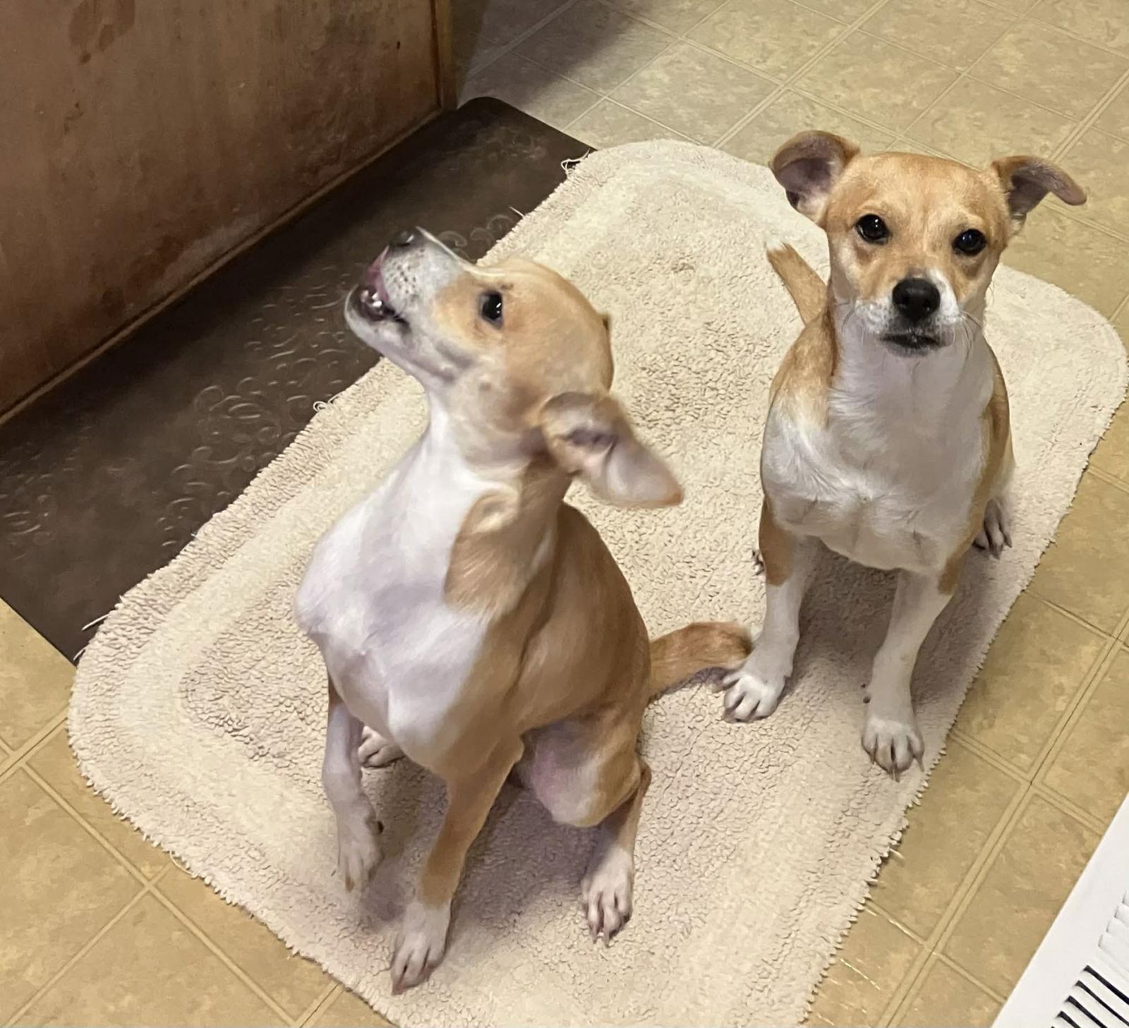 Enlarge Tina, a Adoptable mixed breed in PITTSBURGH, PA image 3/3