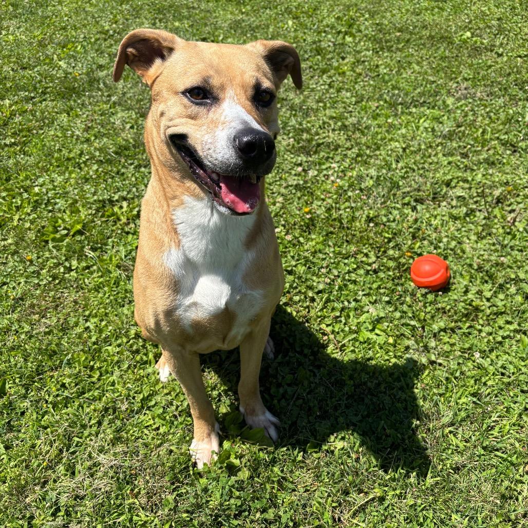 Kalypso, Adoptable, Adult Female Black Mouth Cur & Pit Bull Terrier.