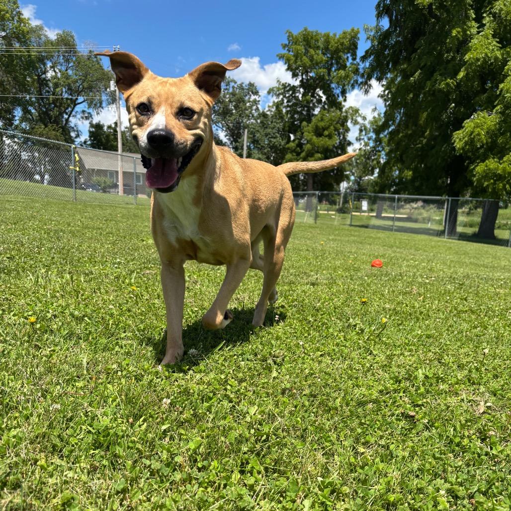 Enlarge Kalypso, a Adoptable mixed breed in Marshalltown, IA image 2/3