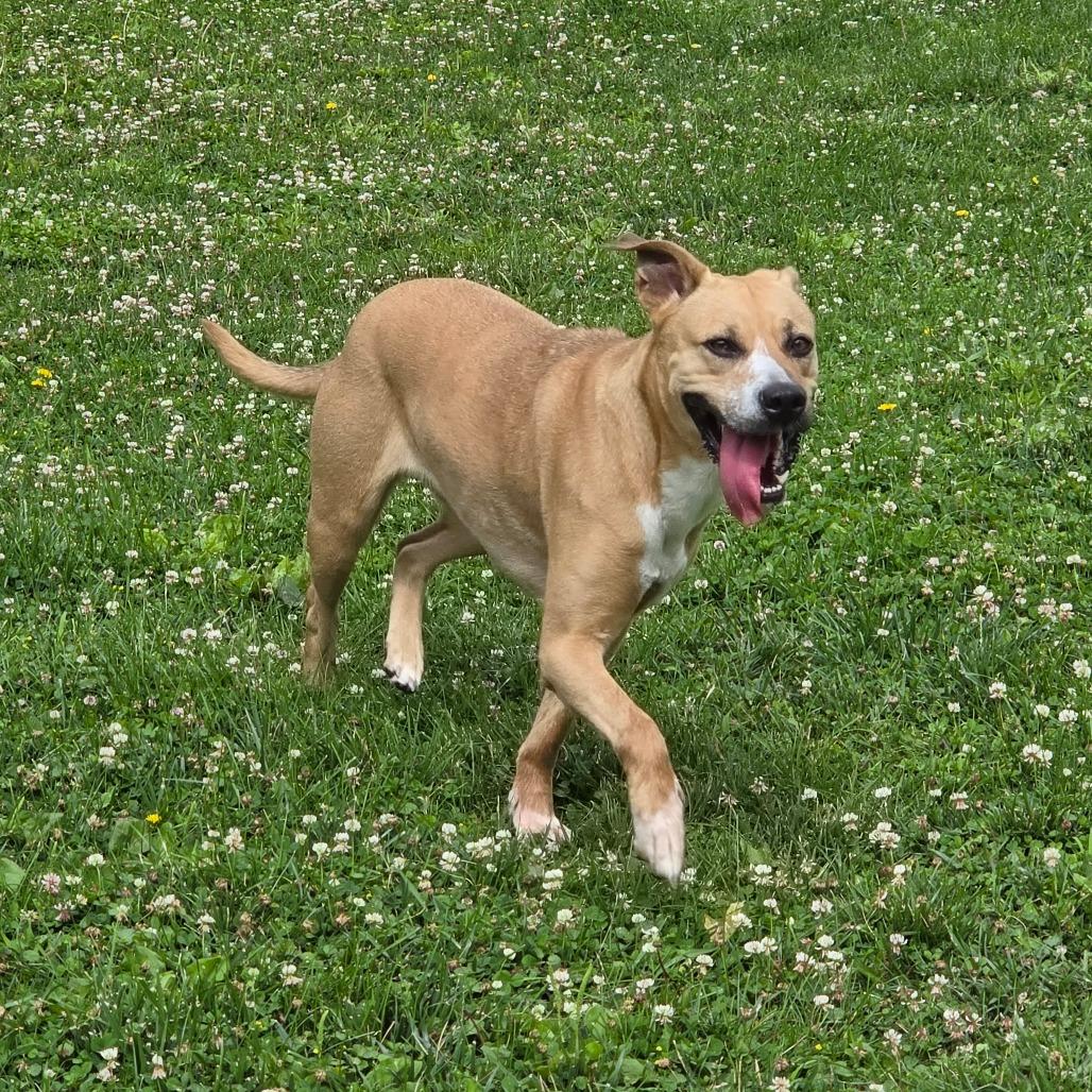 Enlarge Kalypso, a Adoptable mixed breed in Marshalltown, IA image 3/3