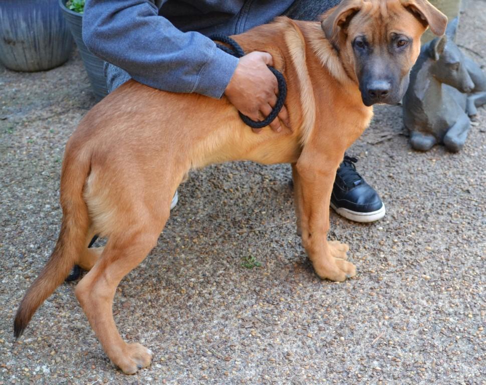 Enlarge Ronan, a ADOPTABLE mixed breed in White Plains, NY image 4/5