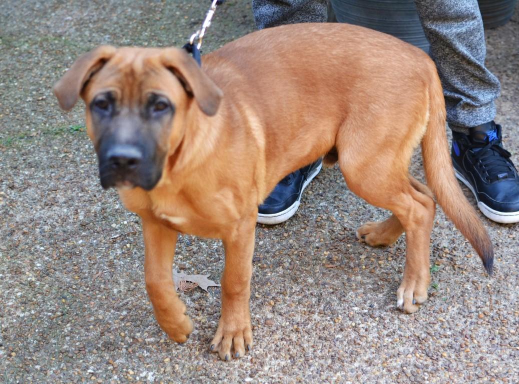 Enlarge Ronan, a ADOPTABLE mixed breed in White Plains, NY image 2/5