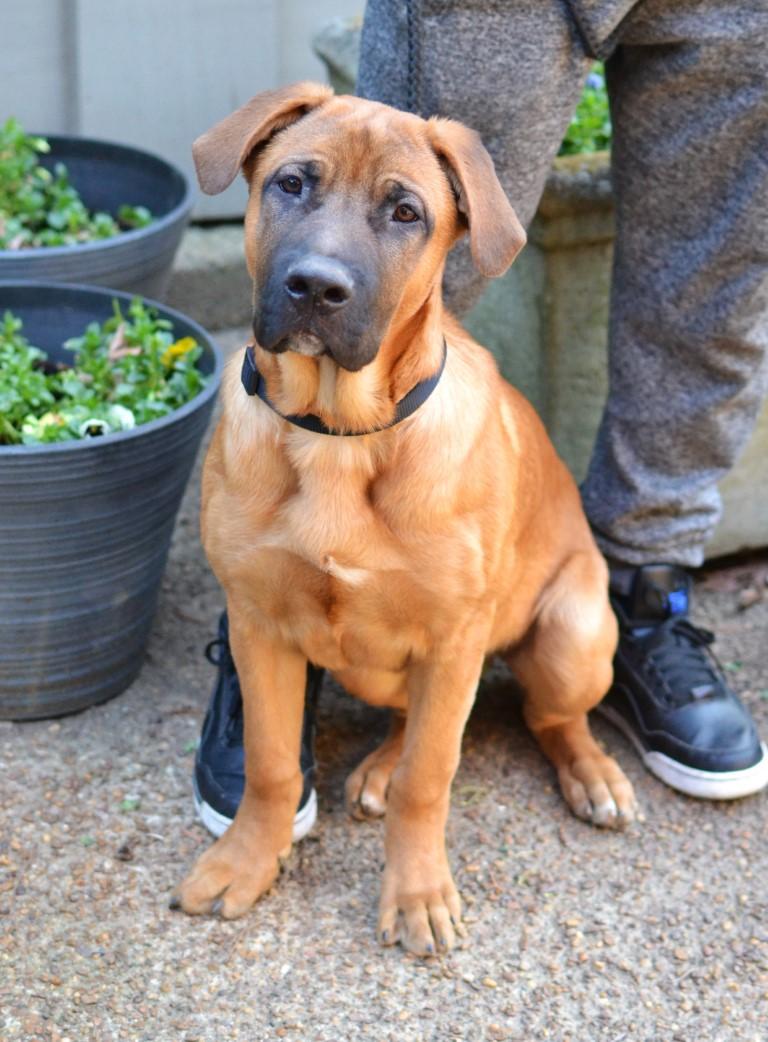 Enlarge Ronan, a ADOPTABLE mixed breed in White Plains, NY image 3/5