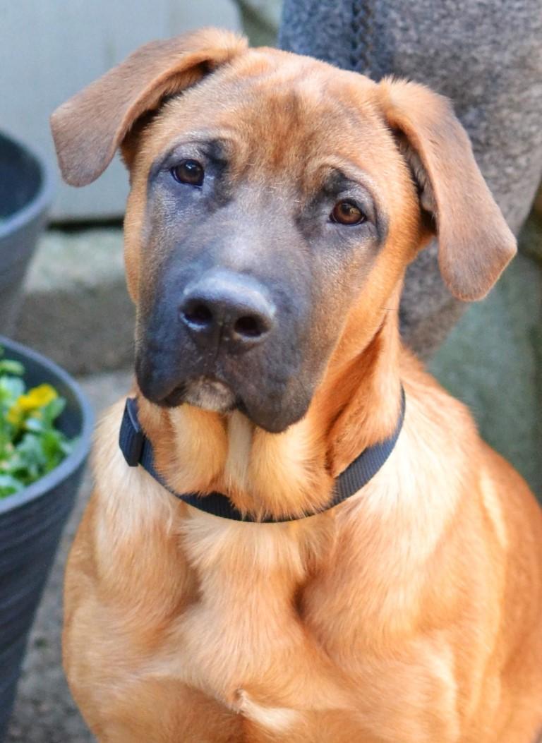 Enlarge Ronan, a ADOPTABLE mixed breed in White Plains, NY image 1/5