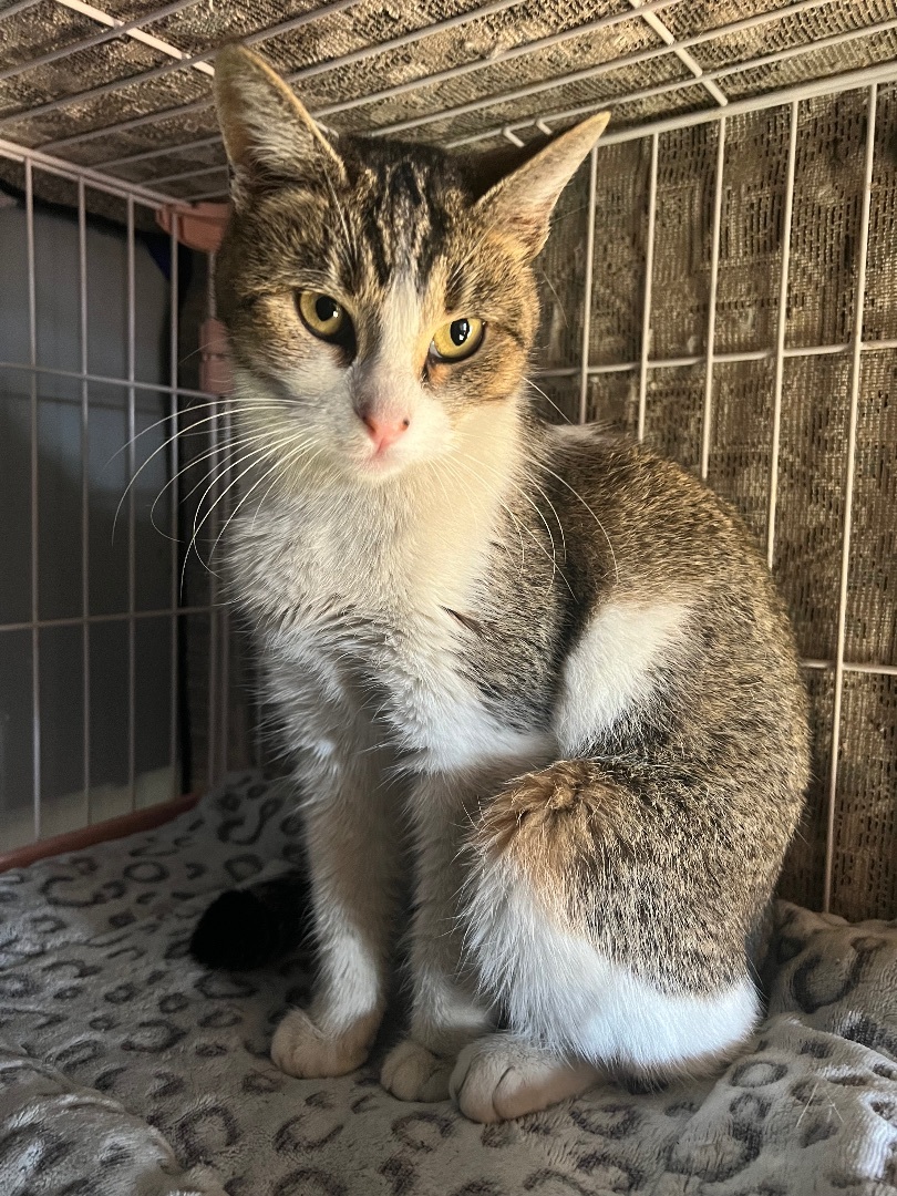 Enlarge Harley, a Adoptable Domestic Short Hair in San Jose, CA image 2/6