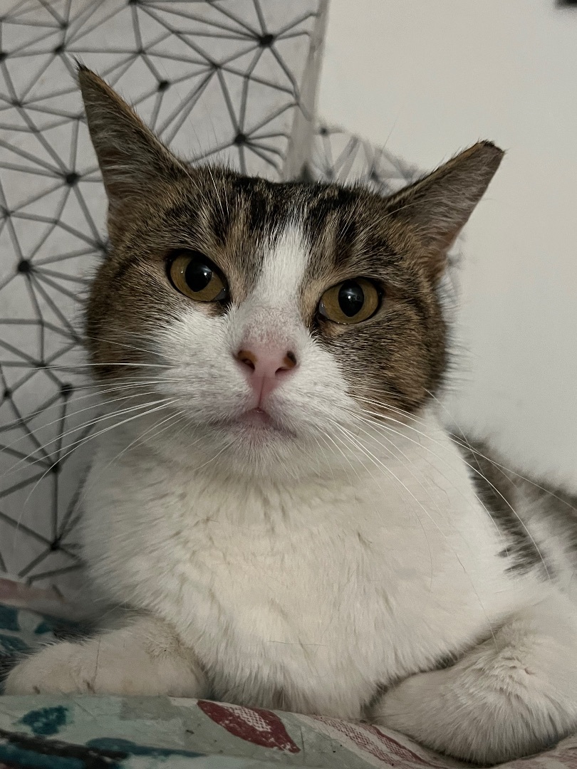 Harley, Adoptable, Adult Female Domestic Short Hair.