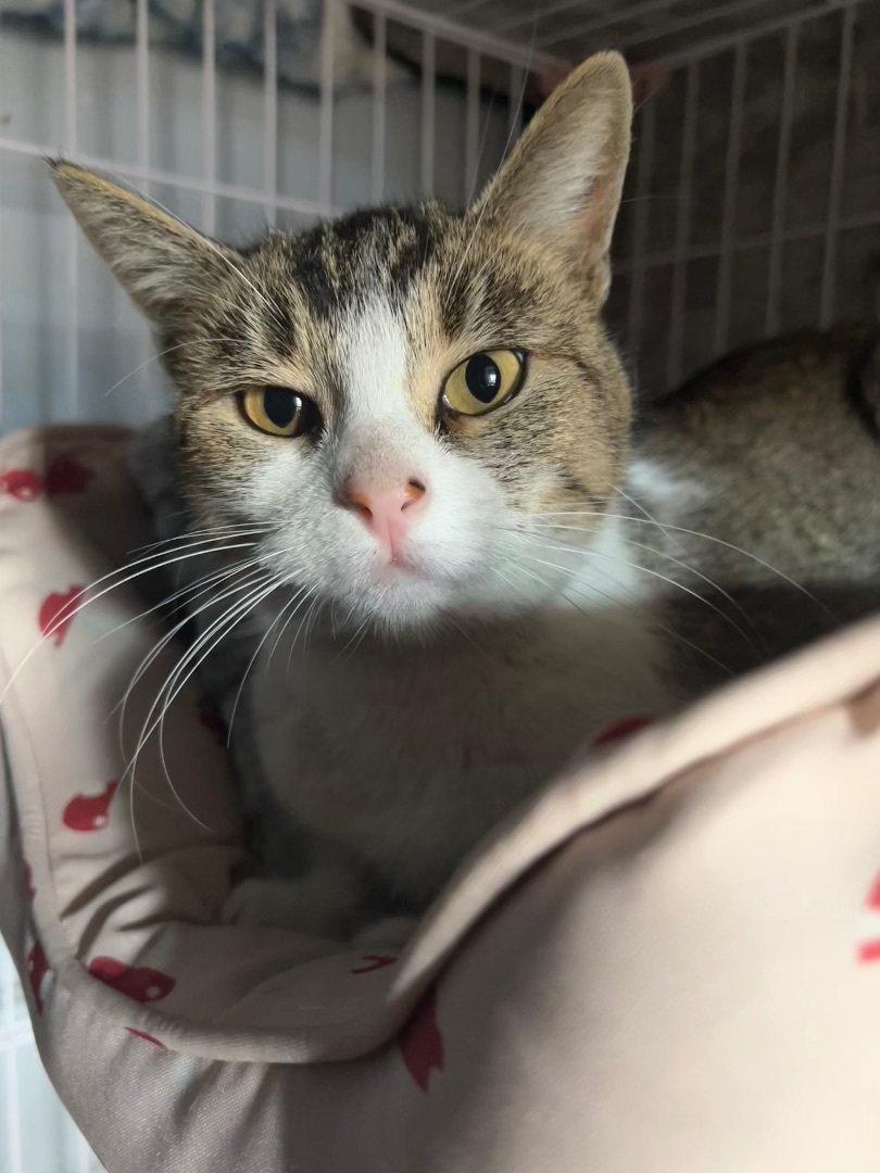 Harley, an adoptable Domestic Short Hair in San Jose, CA, 95110 | Photo Image 3